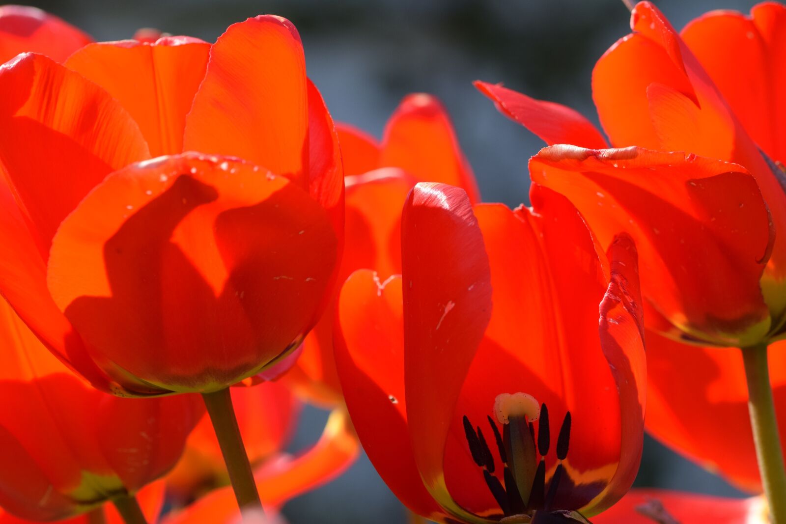 Nikon D5300 sample photo. Blossom, bloom, flower photography