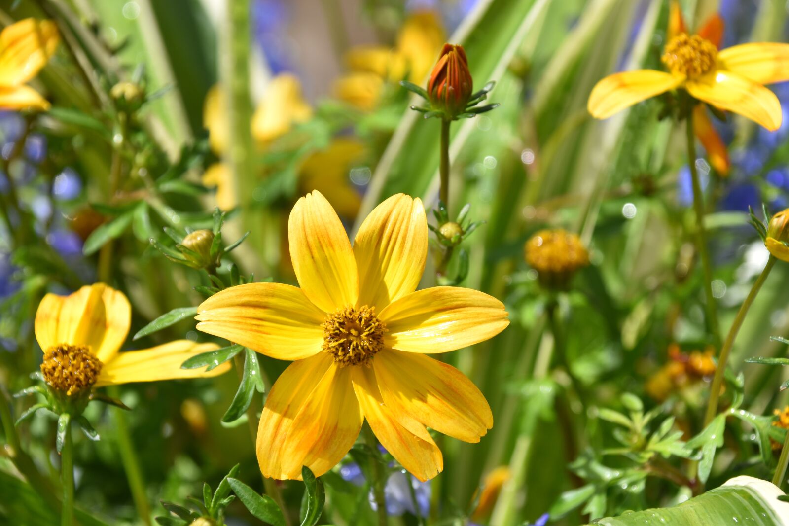 Nikon D5600 sample photo. Flower, flower yellow, nature photography