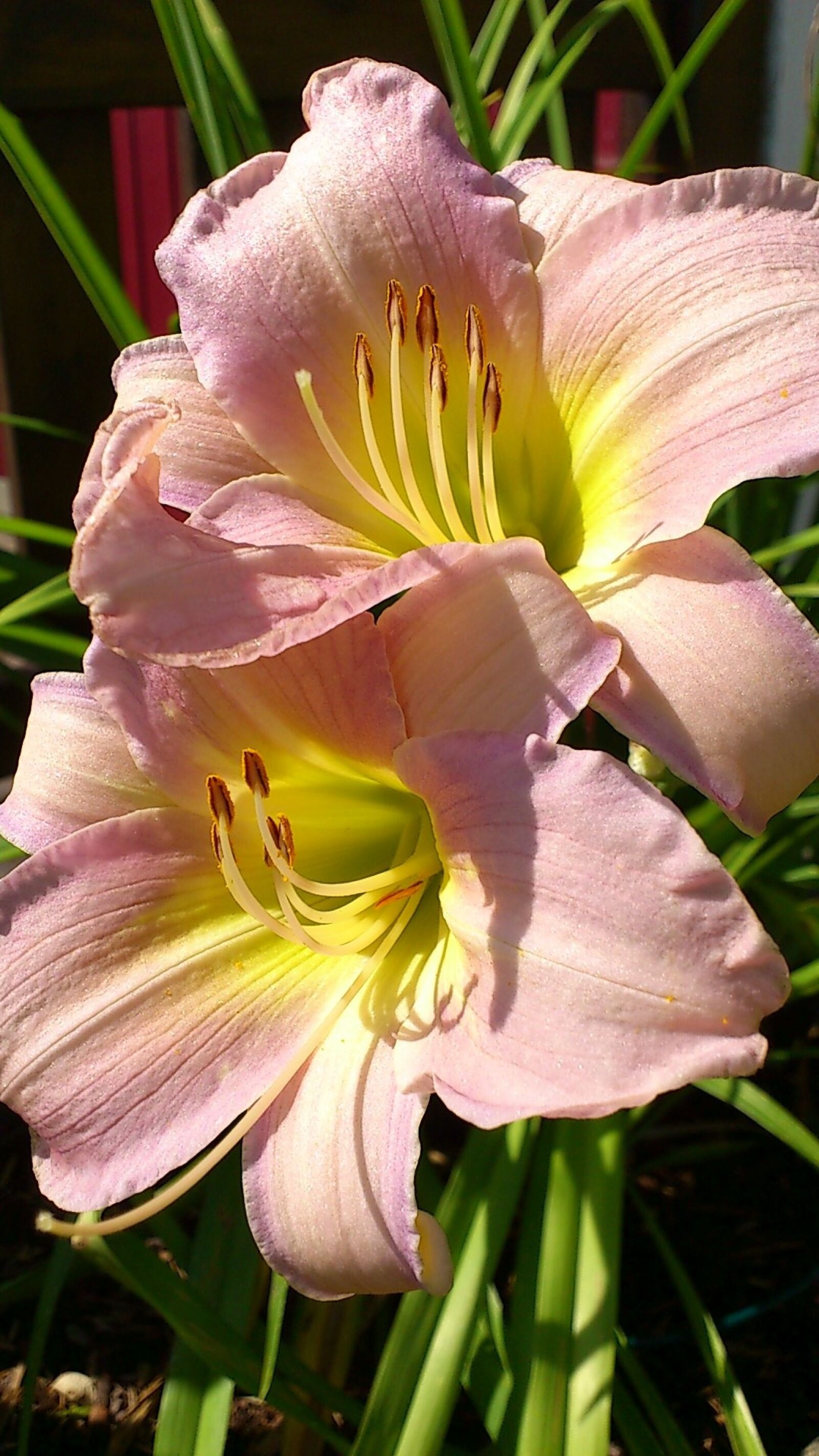 Sony Ericsson Xperia Arc sample photo. Lily, flower, pink photography