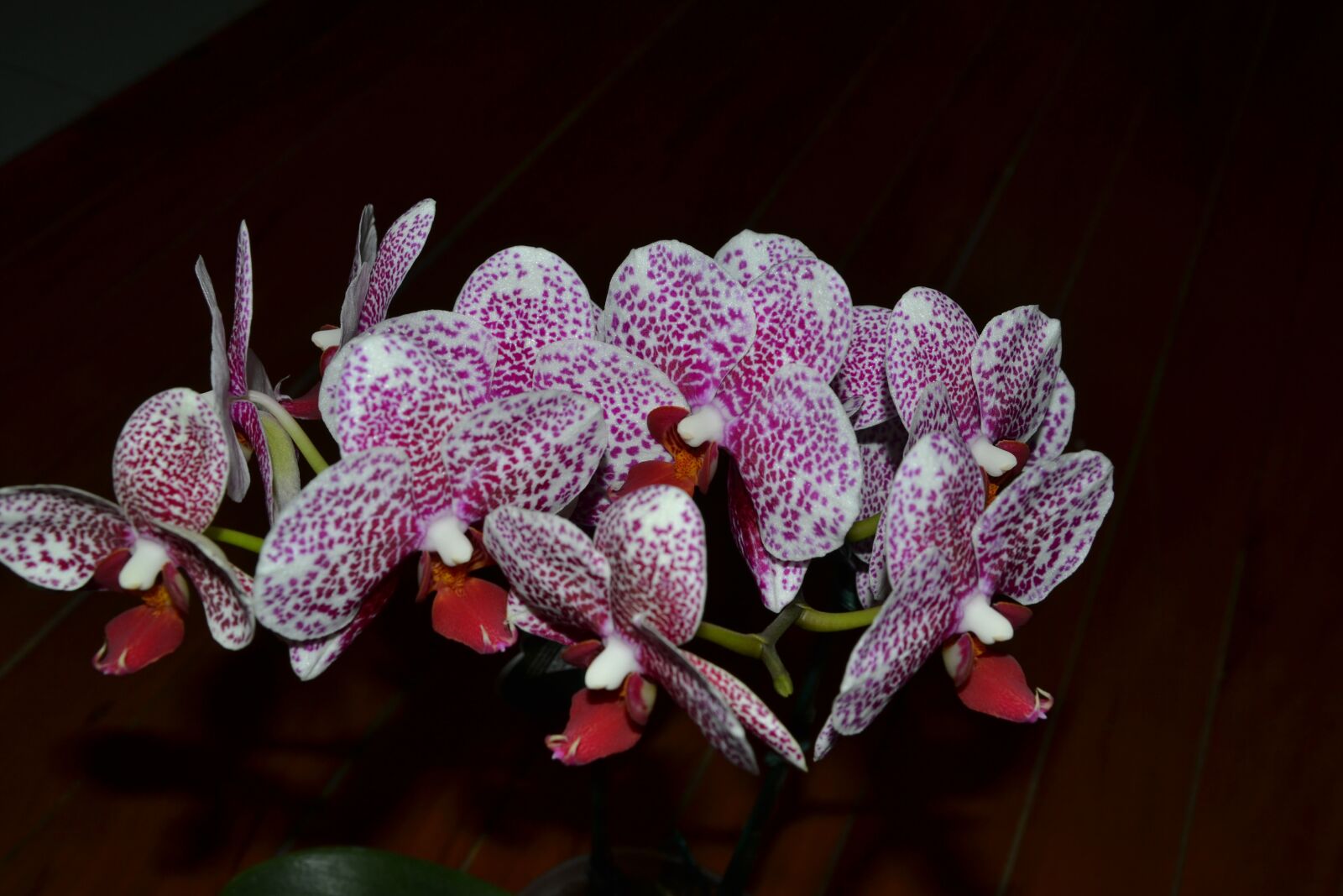 Nikon D3100 sample photo. Orchid, flowers, purple orchid photography