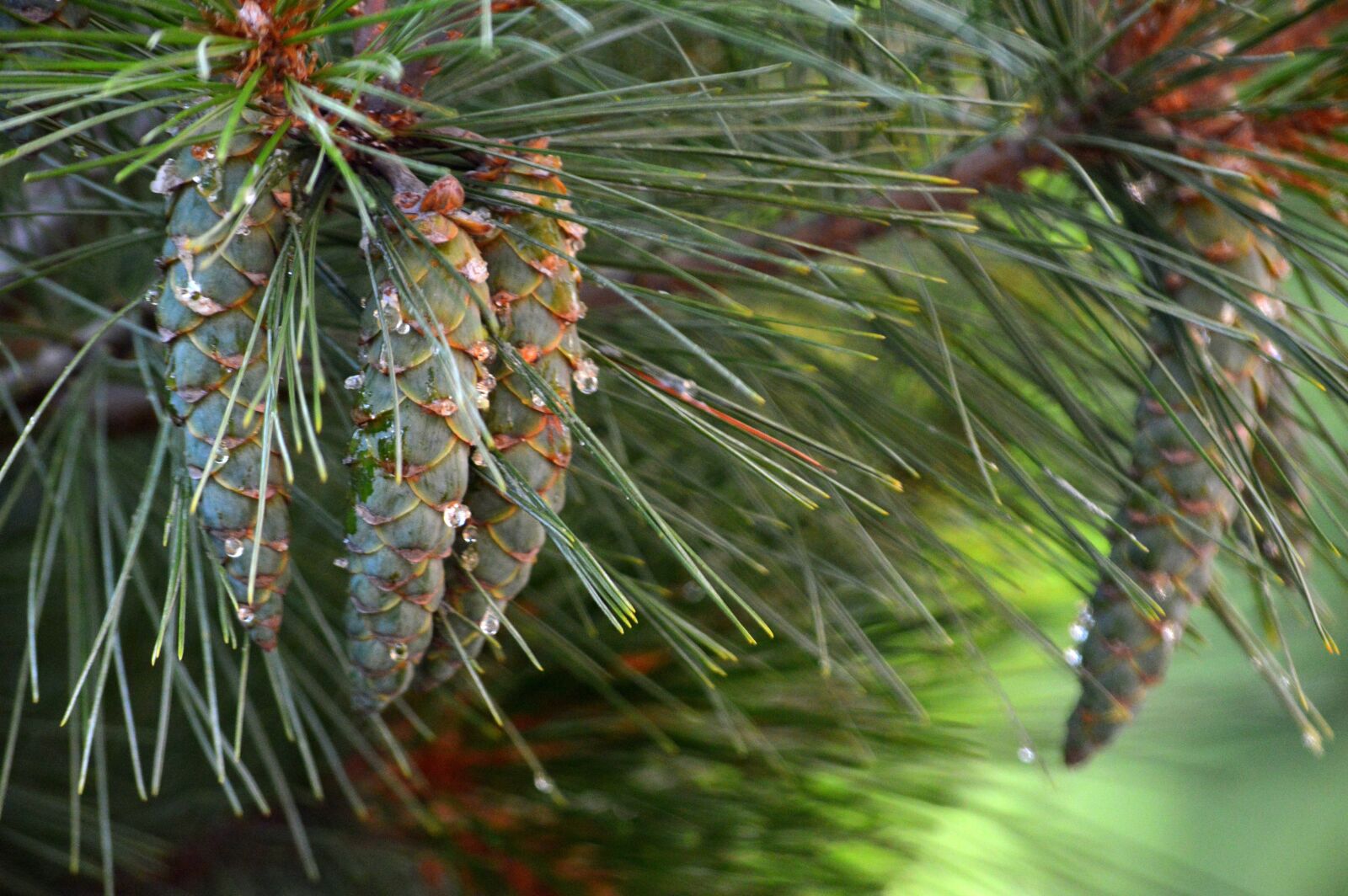 Nikon D3200 sample photo. Fir tree, pine cones photography