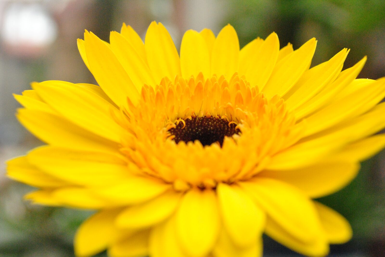 Nikon D3000 sample photo. Summer, flower, tropical photography