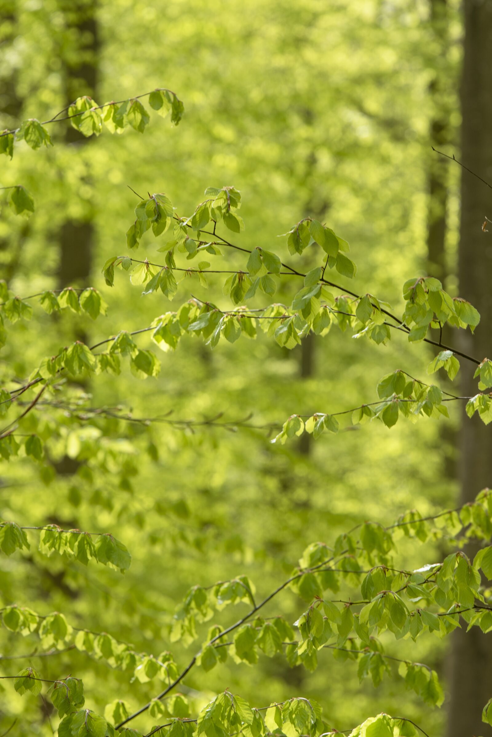 Nikon D750 sample photo. Spring, green, nature photography