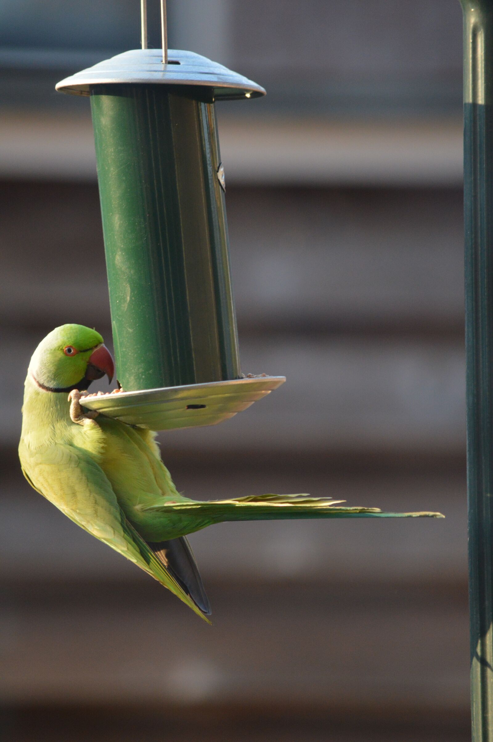 Nikon D3200 sample photo. Parakeet, bird, green photography