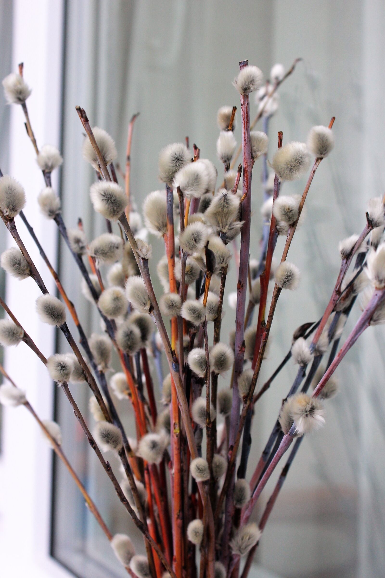 Canon EOS 60D sample photo. Verba, spring, willow blooms photography