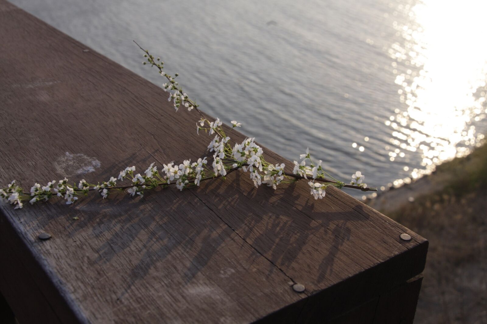 Canon EOS 40D sample photo. River, flowers, white flower photography