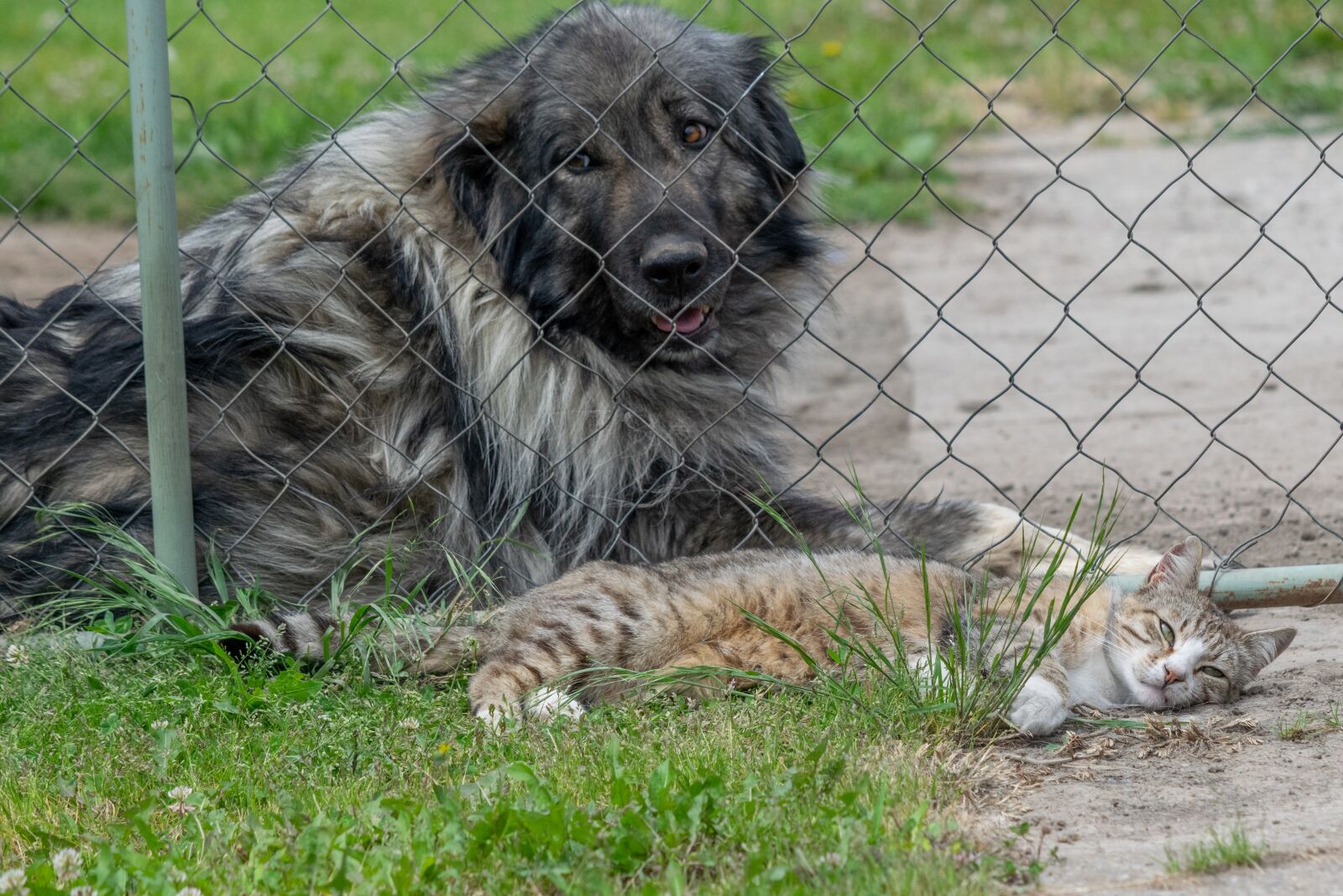 Nikon D3300 sample photo. Dog, cat, friendship photography