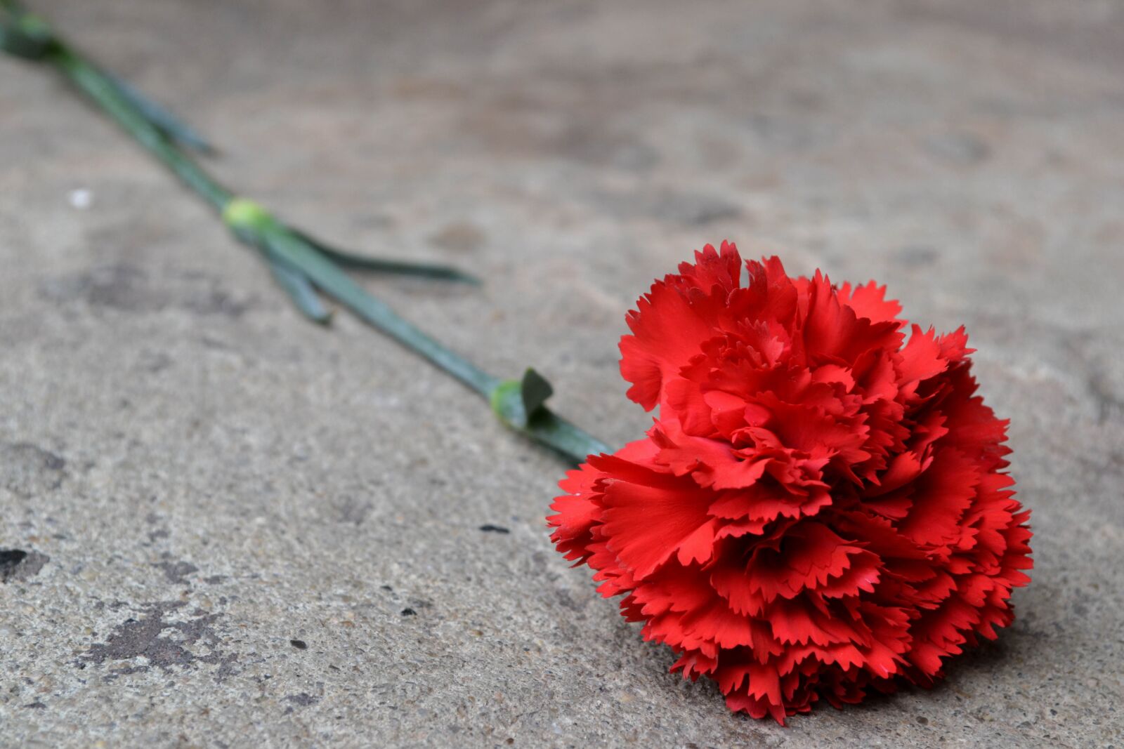 Nikon D3100 sample photo. Clove, flower, memory photography