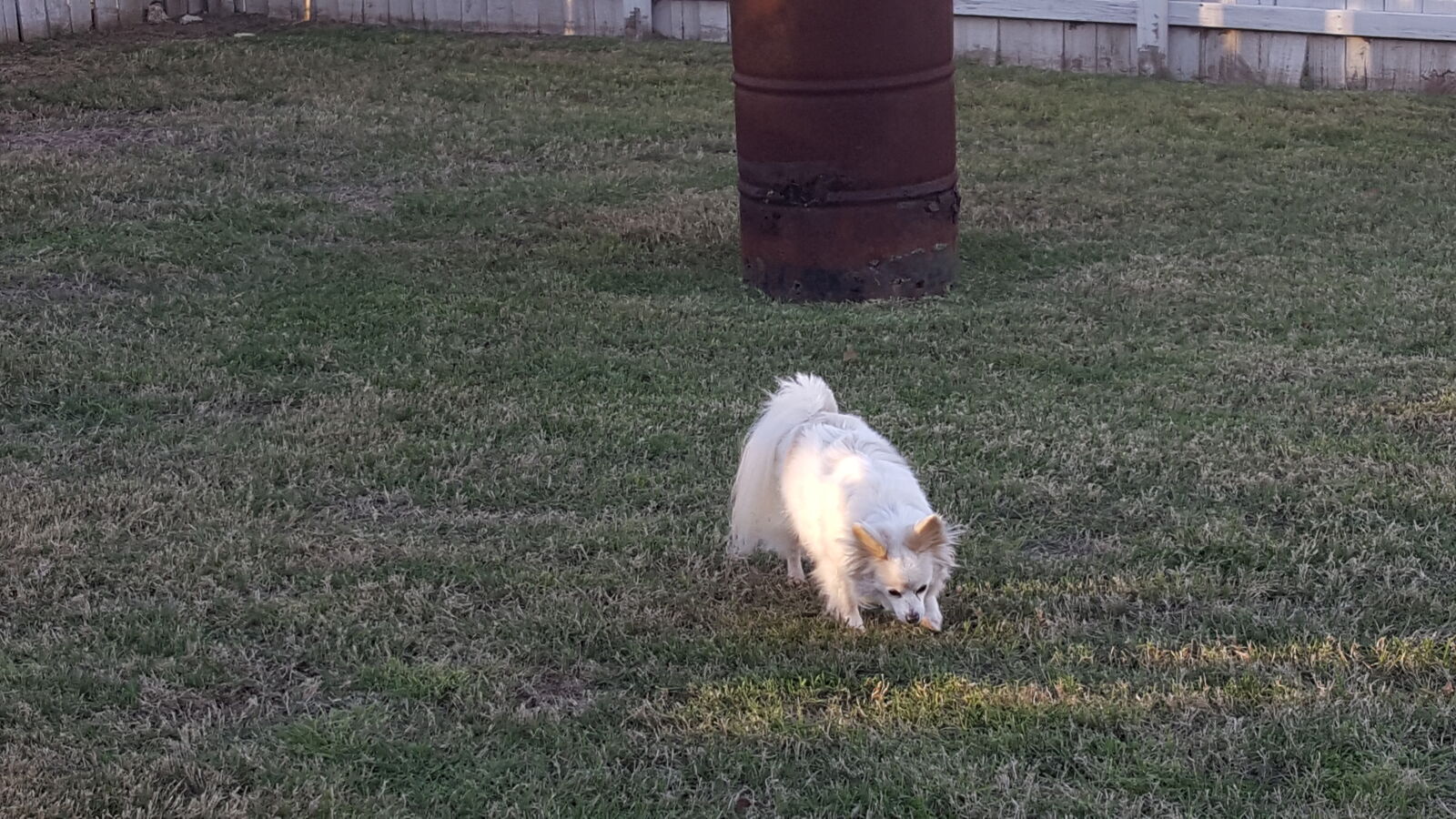 Samsung Galaxy Note5 sample photo. Backyard, barrel, dog, small photography
