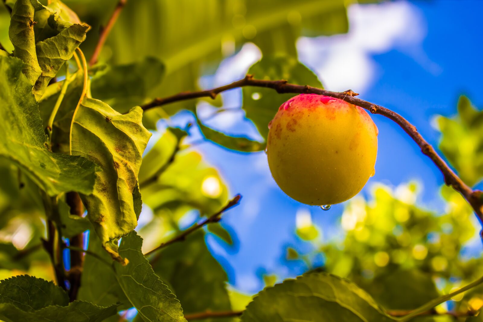 Canon EOS 1300D (EOS Rebel T6 / EOS Kiss X80) sample photo. Peach, outside, hanging photography