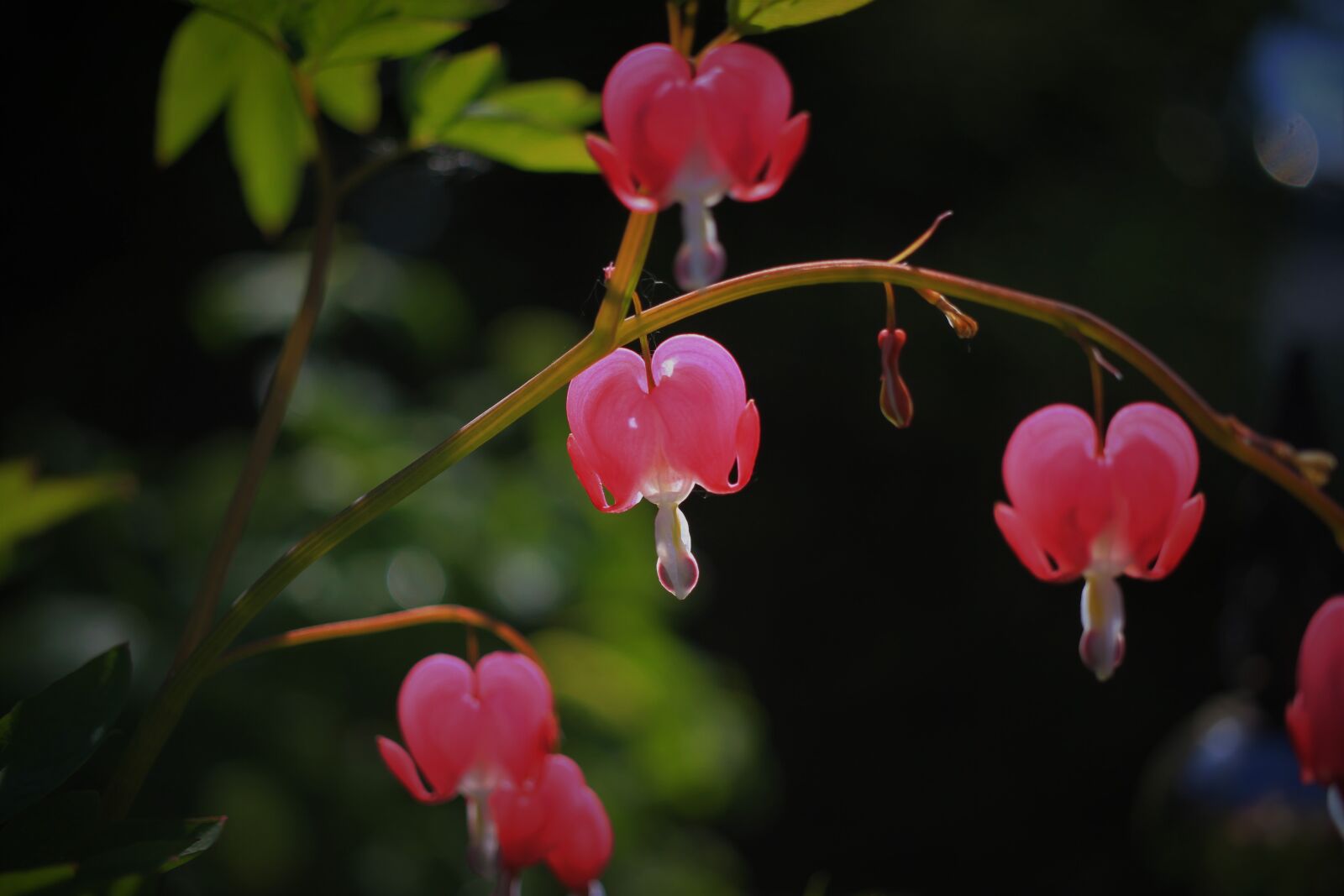 Canon EF-S 35mm F2.8 Macro IS STM sample photo. Bleeding heart, flower, plant photography