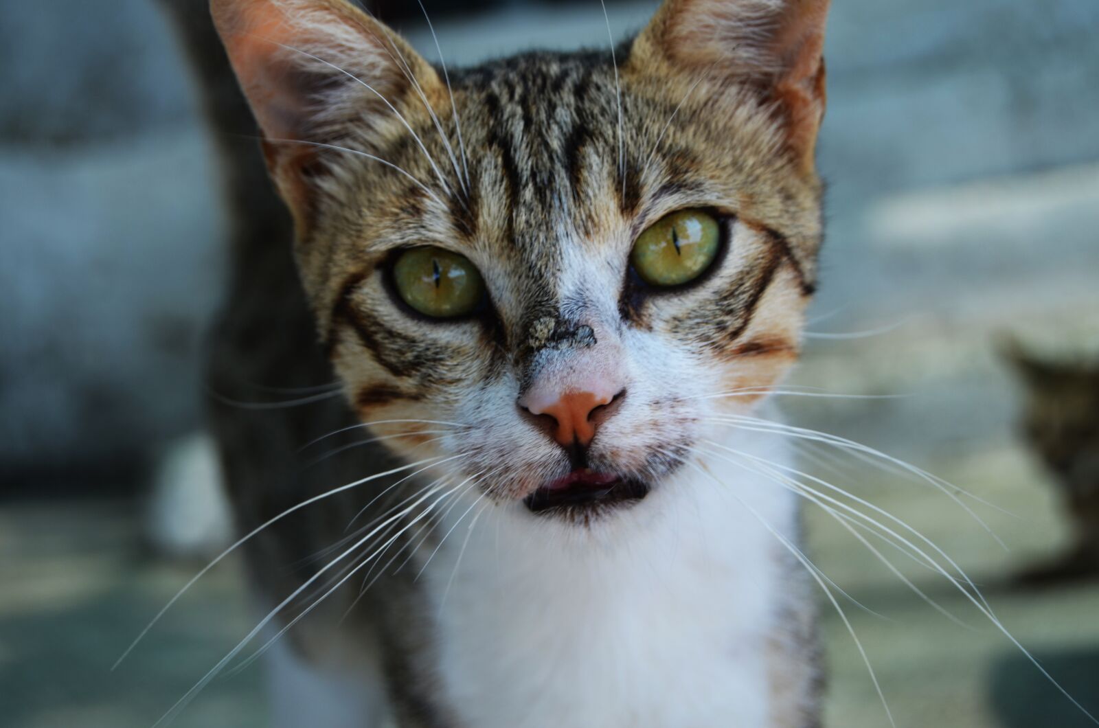 Nikon D5100 sample photo. Cat, nature, animal photography
