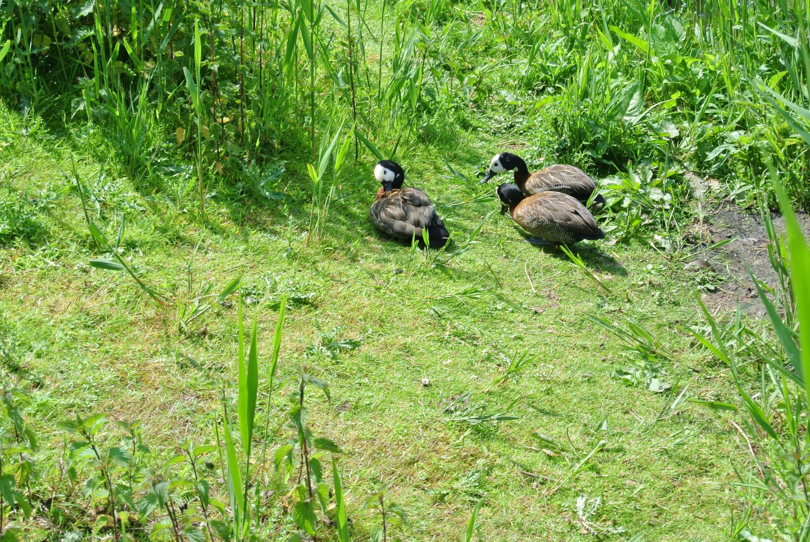 Nikon 1 Nikkor VR 10-30mm F3.5-5.6 sample photo. Ducks, animal, water photography