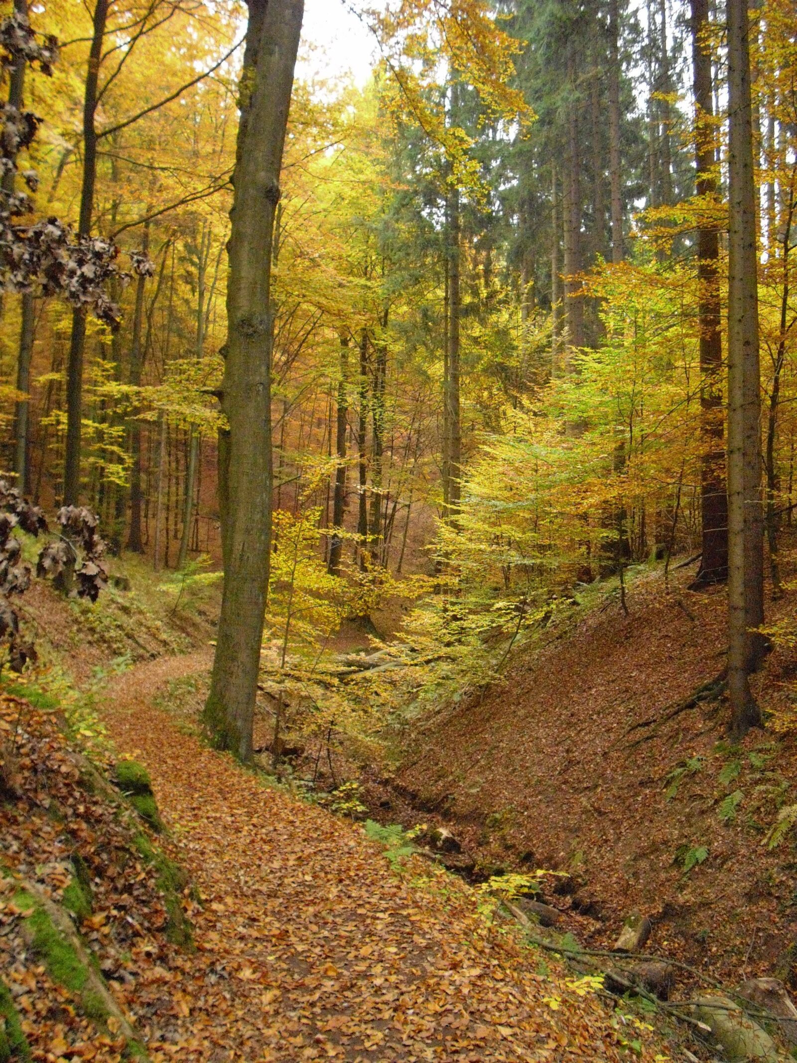CASIO EX-Z19 sample photo. Autumn, forest, golden autumn photography