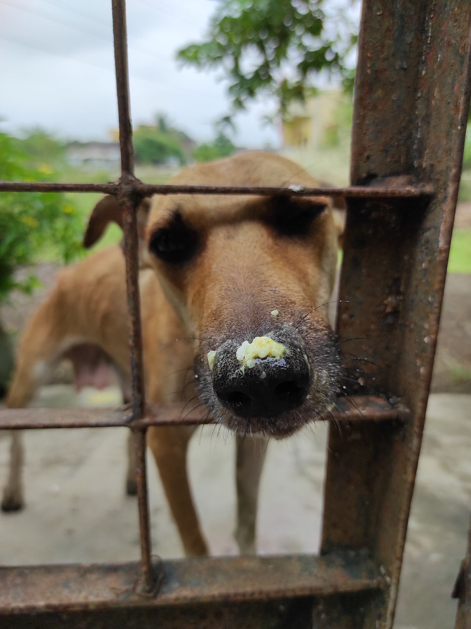Xiaomi Redmi Note 9 Pro Max sample photo. Street dog, dog lover photography