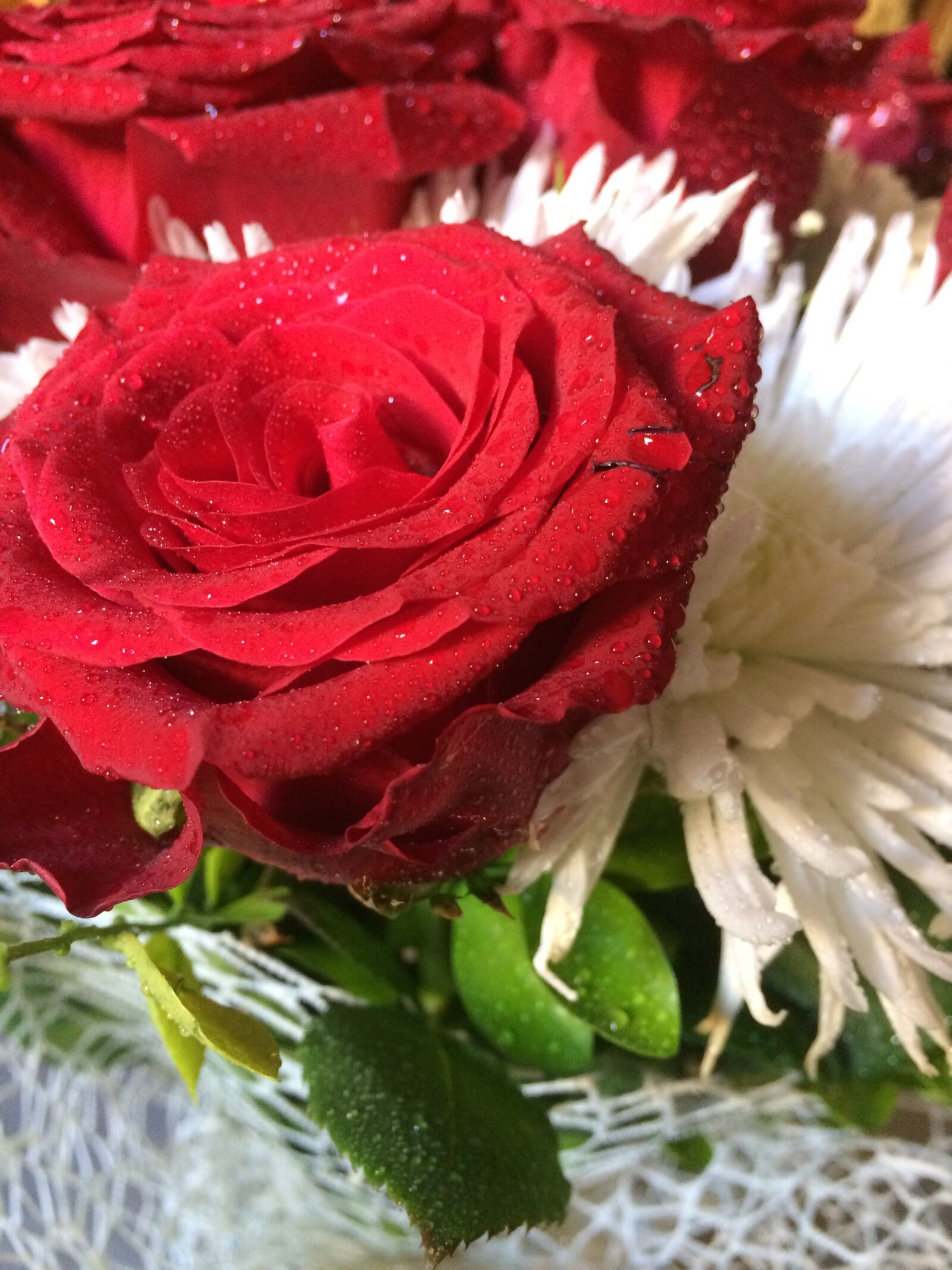 iPhone 5s back camera 4.15mm f/2.2 sample photo. Flower, red, green photography