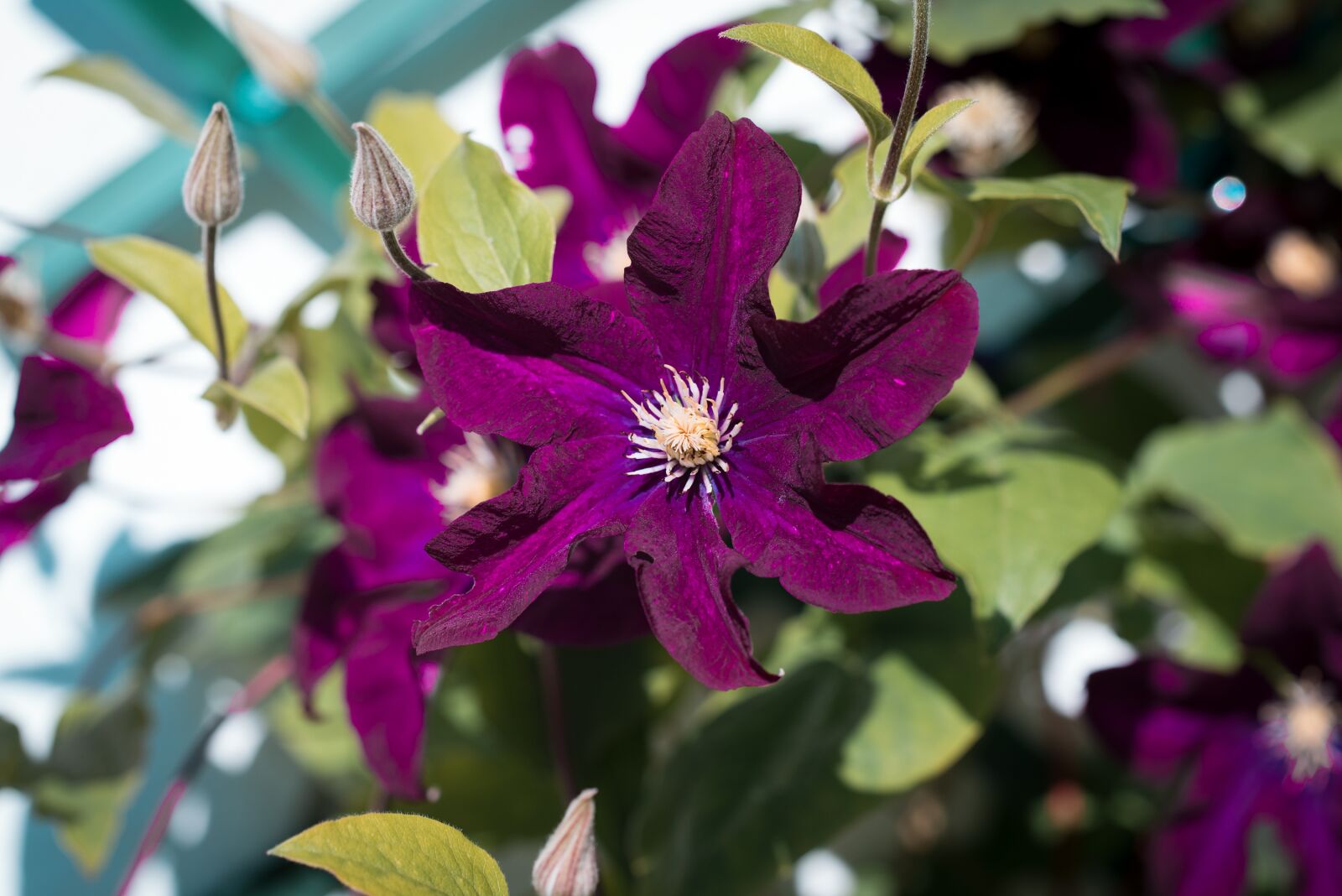 Nikon D750 sample photo. Clematis, flower, flowers photography