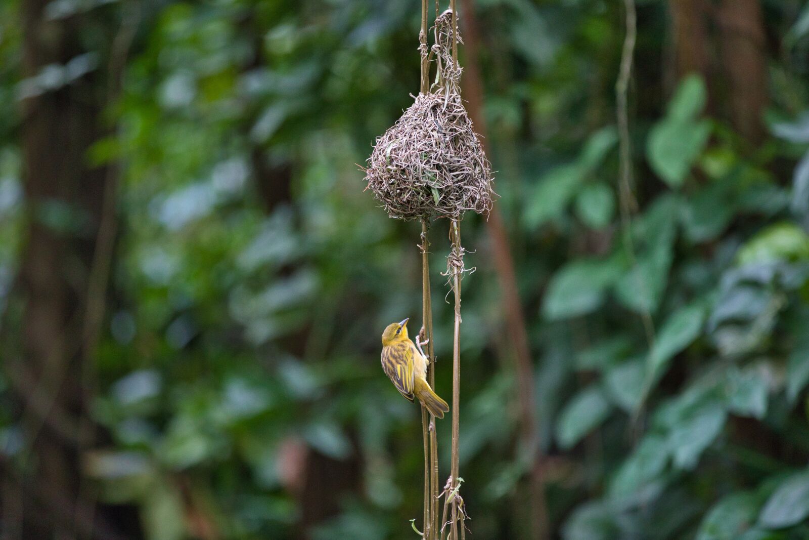 Canon EF 70-200mm F2.8L IS II USM sample photo. Bird, flagmingo, animal photography