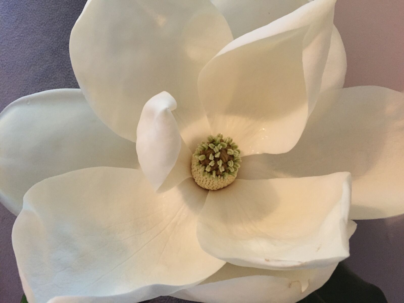 Apple iPhone 6 sample photo. Magnolia, flower, plant photography