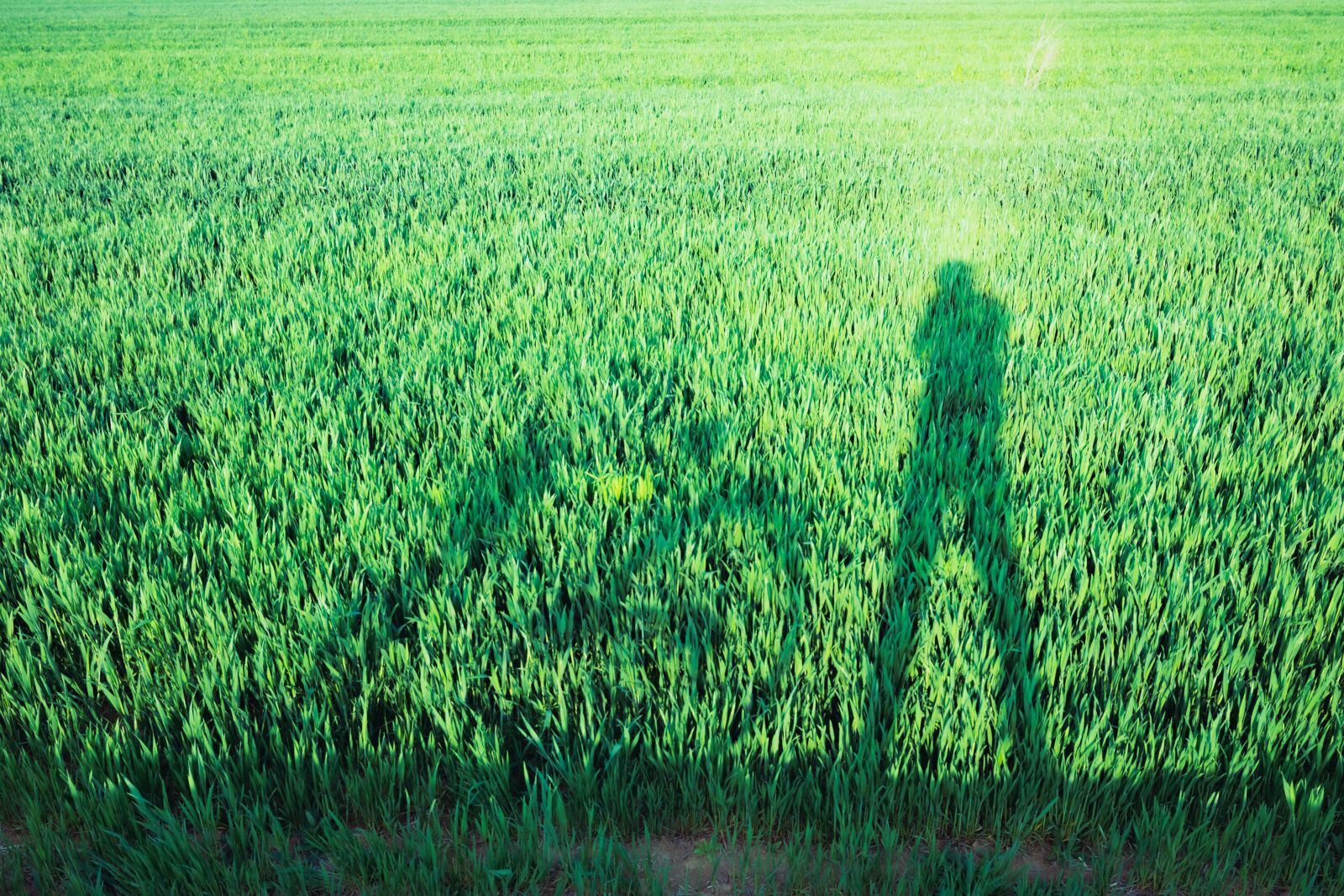 Nikon D7200 sample photo. In wheat field, riding photography
