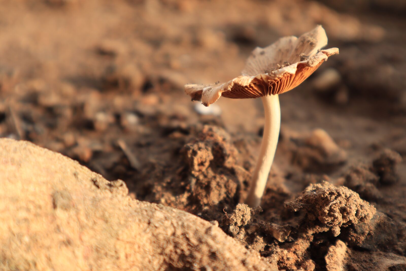 Canon EOS M50 (EOS Kiss M) sample photo. Tree, mushrooms, land photography