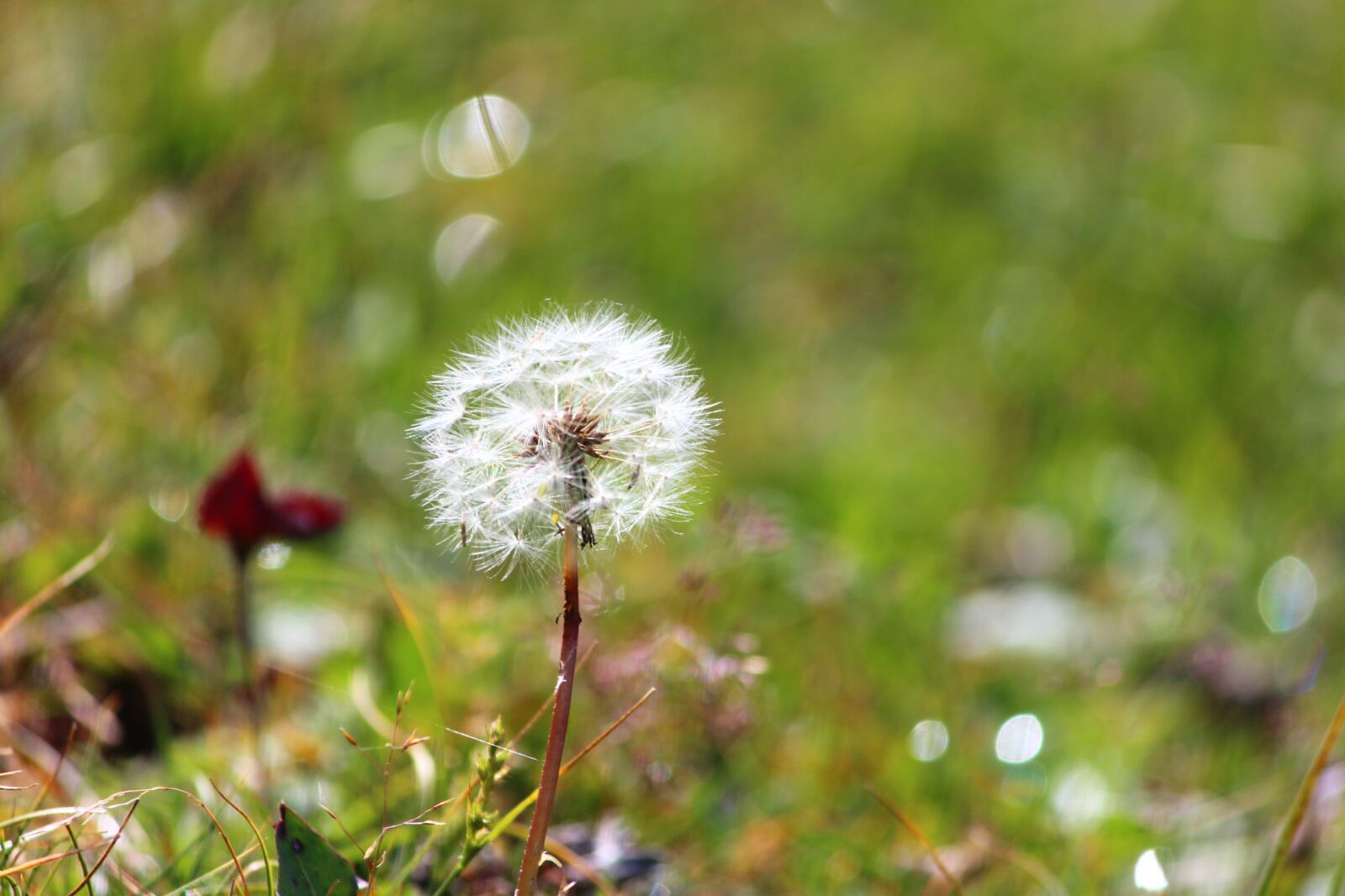 Canon EOS 600D (Rebel EOS T3i / EOS Kiss X5) sample photo. Flower, nature, happy photography