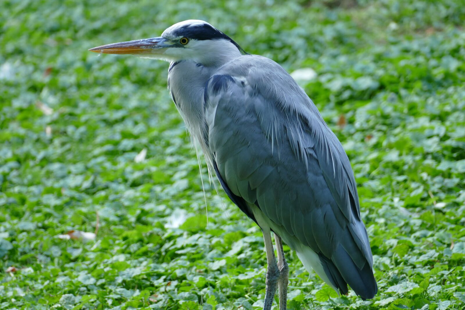 Panasonic Lumix DMC-FZ1000 sample photo. Heron, bird, legs photography