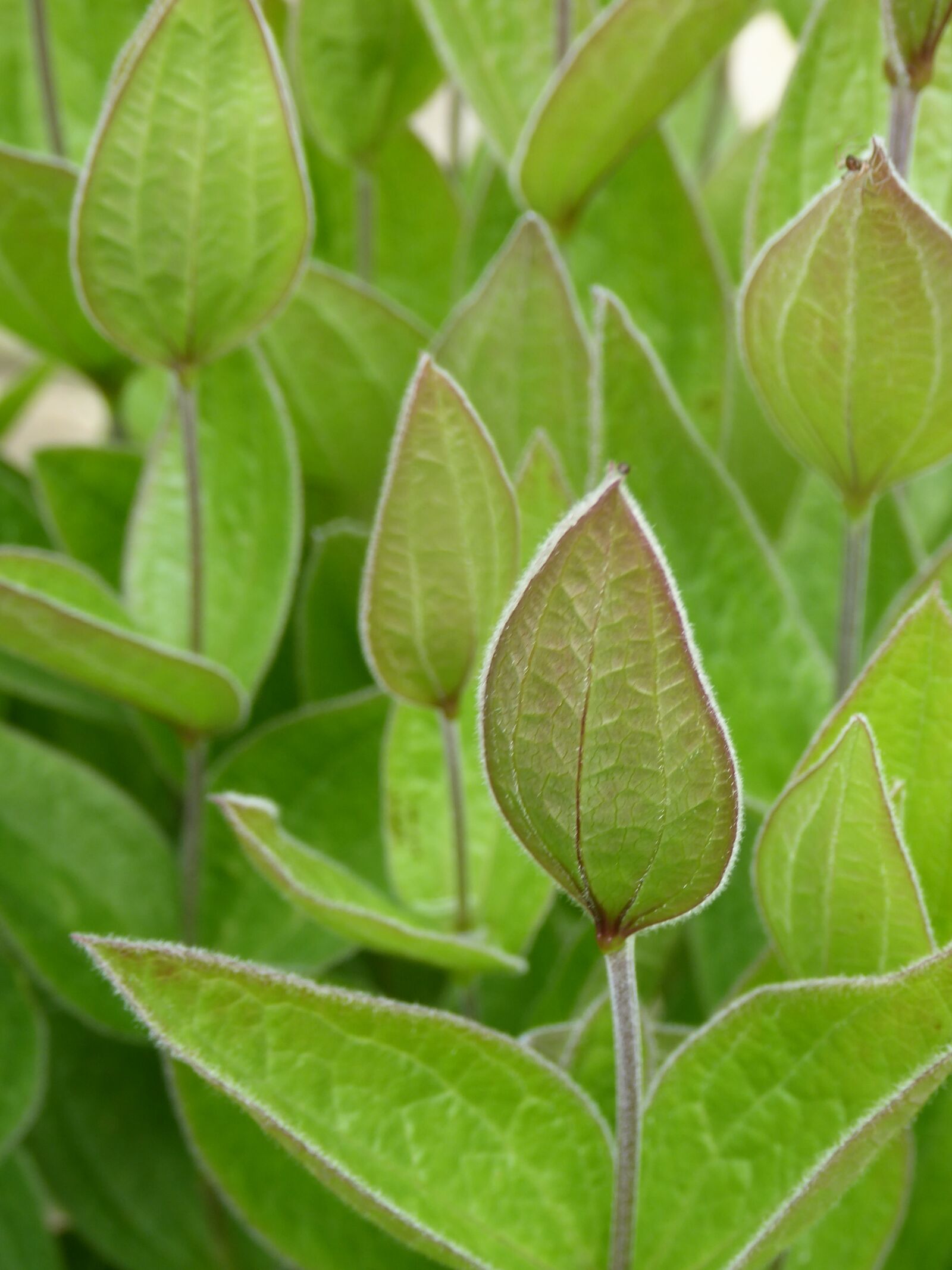 Panasonic Lumix DMC-ZS50 (Lumix DMC-TZ70) sample photo. Bud, clematis, plant photography