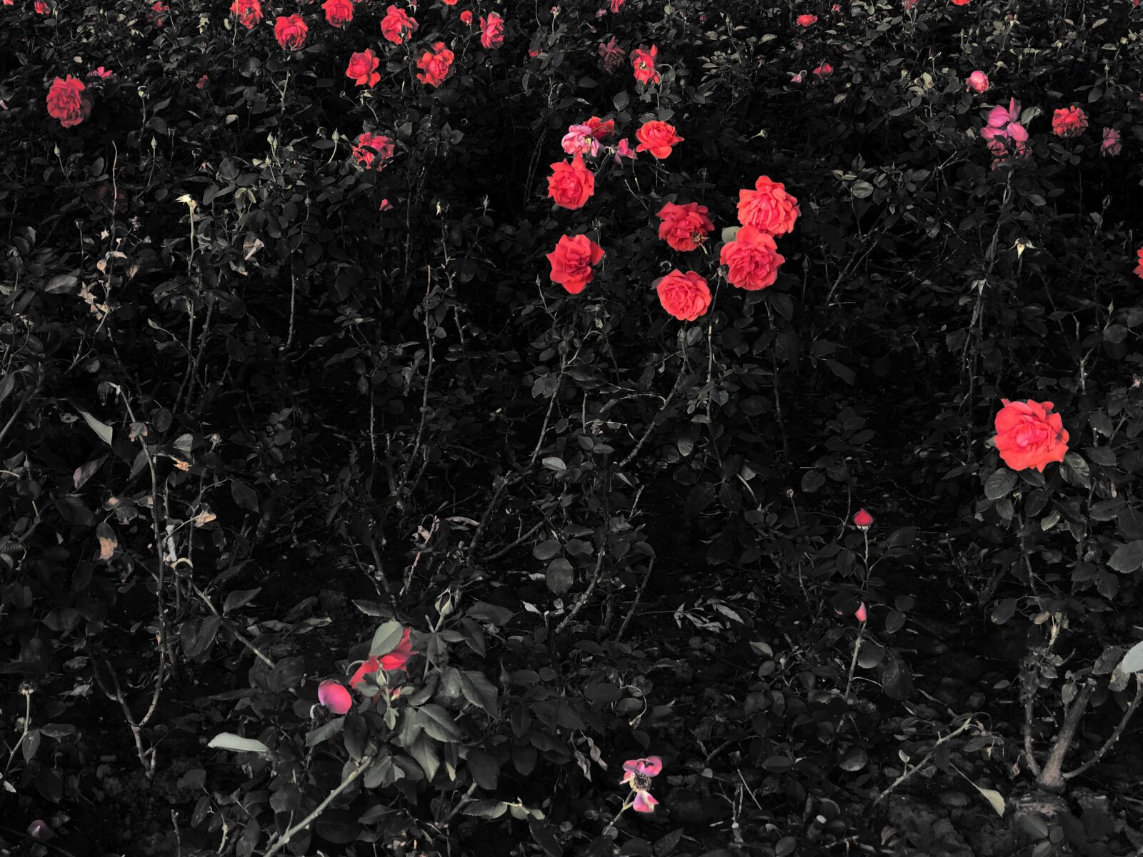 iPhone 8 Plus back dual camera 6.6mm f/2.8 sample photo. Flower, red, rose photography