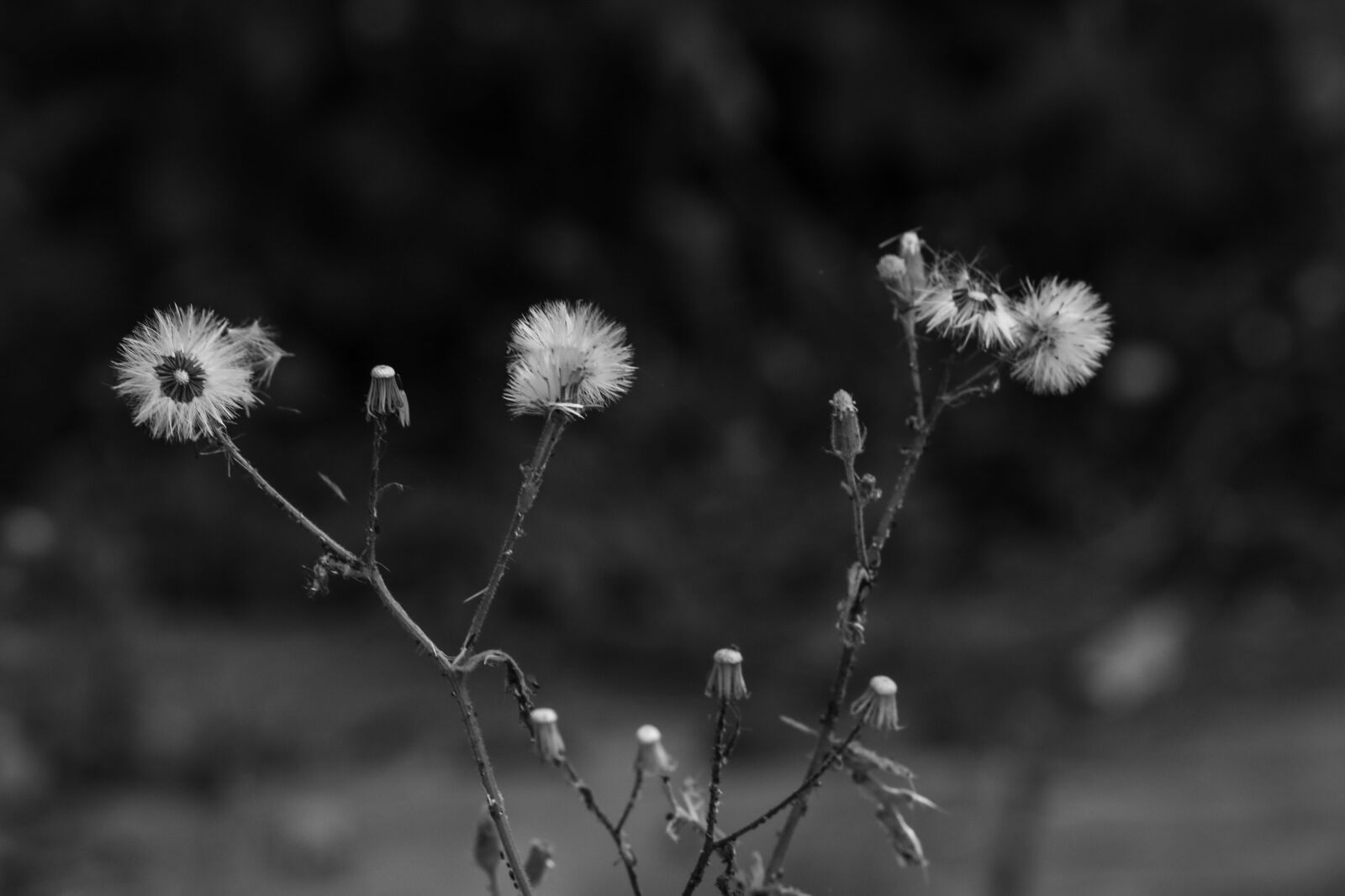 Canon EOS 7D Mark II sample photo. Dandelion, nature, wild flower photography
