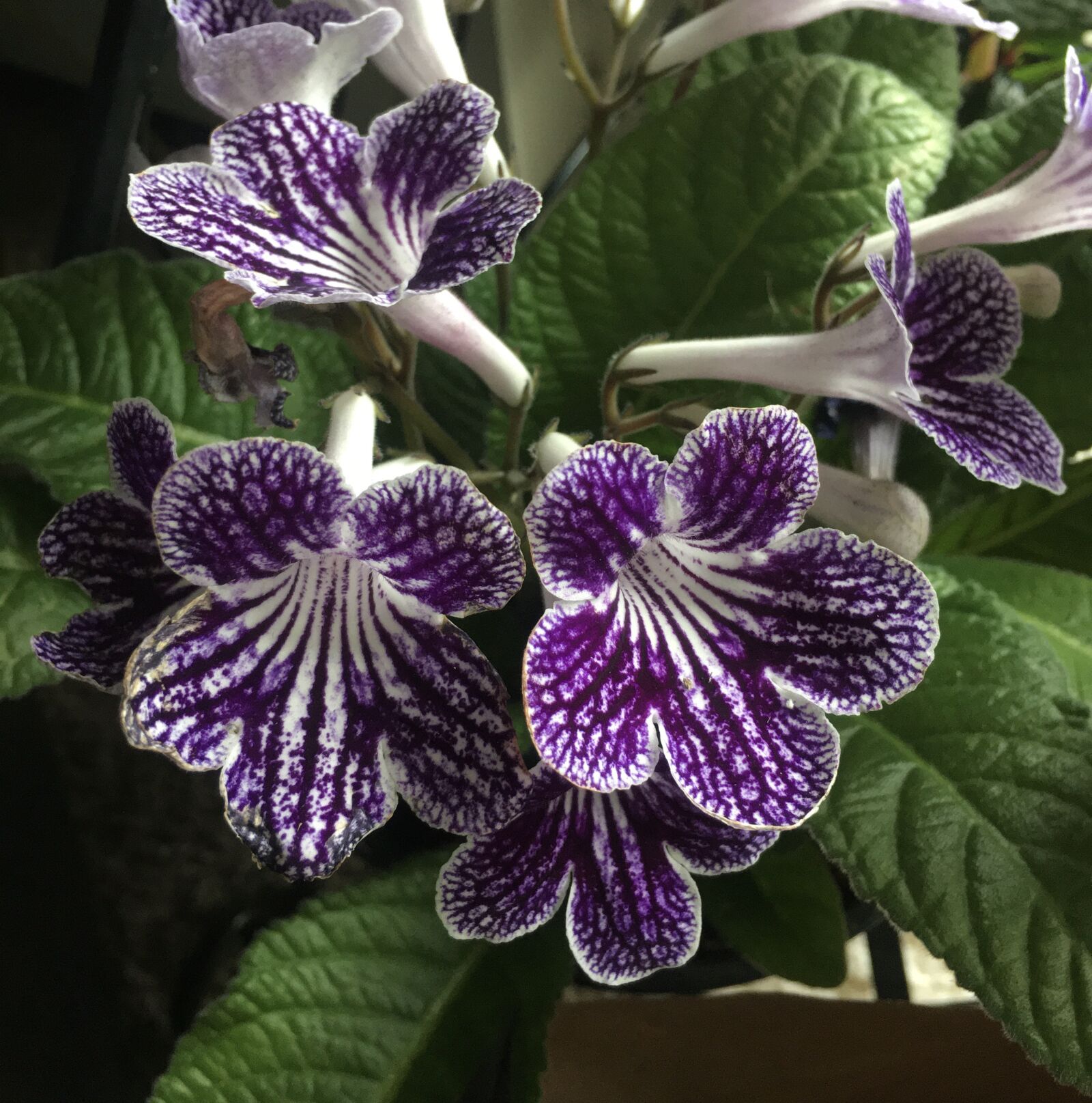 Apple iPhone 6s sample photo. Ladyslipper, flower, purple photography