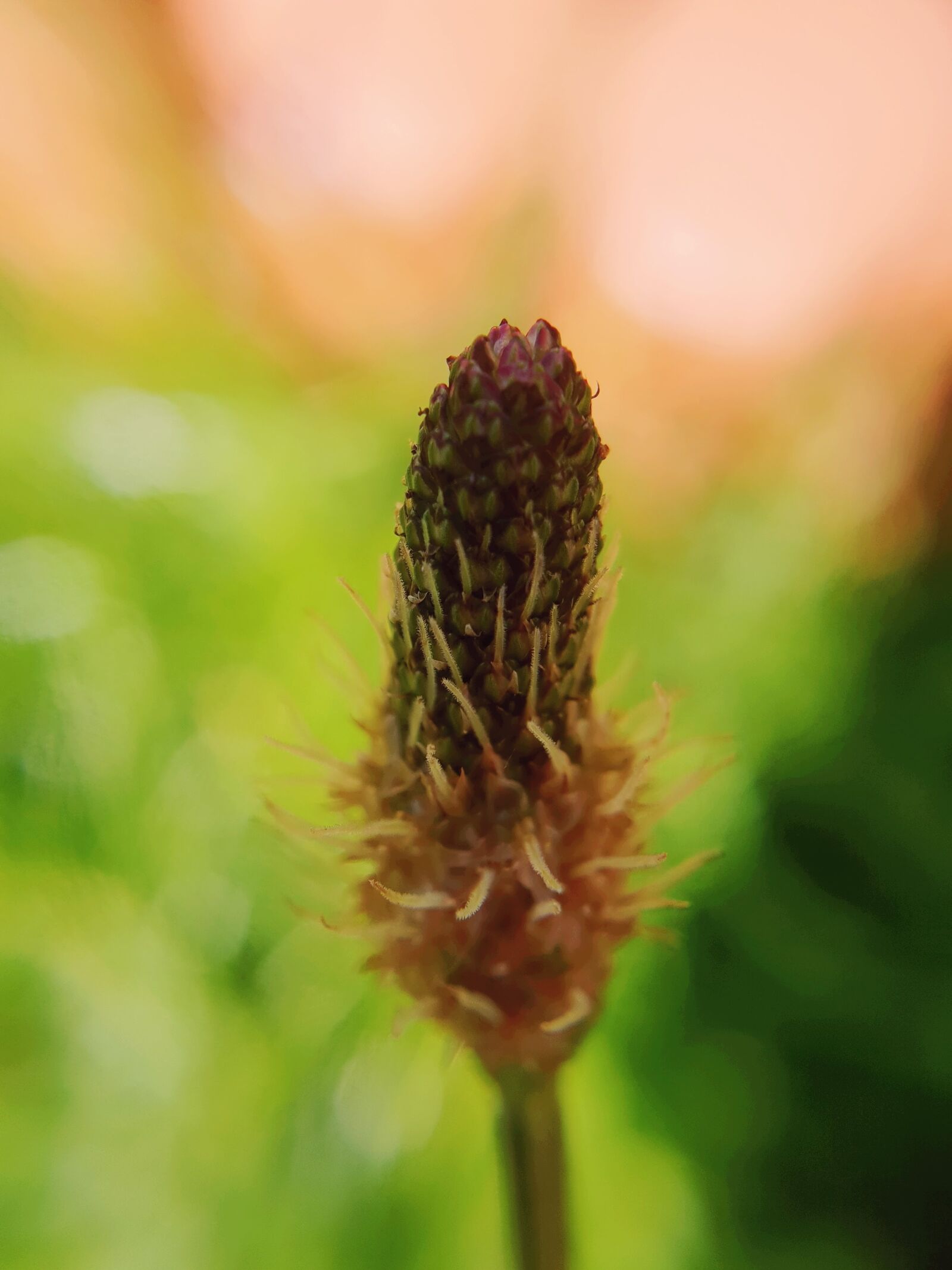 Samsung Galaxy S9 sample photo. Nature, plantain, plant photography