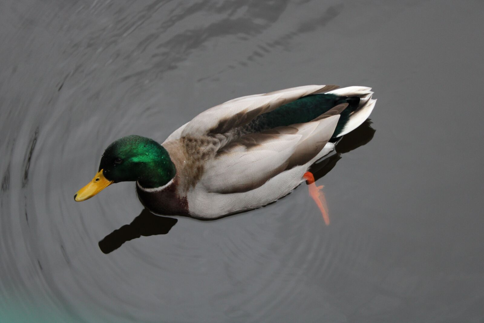 Canon EOS 2000D (EOS Rebel T7 / EOS Kiss X90 / EOS 1500D) sample photo. Duck, water, bird photography
