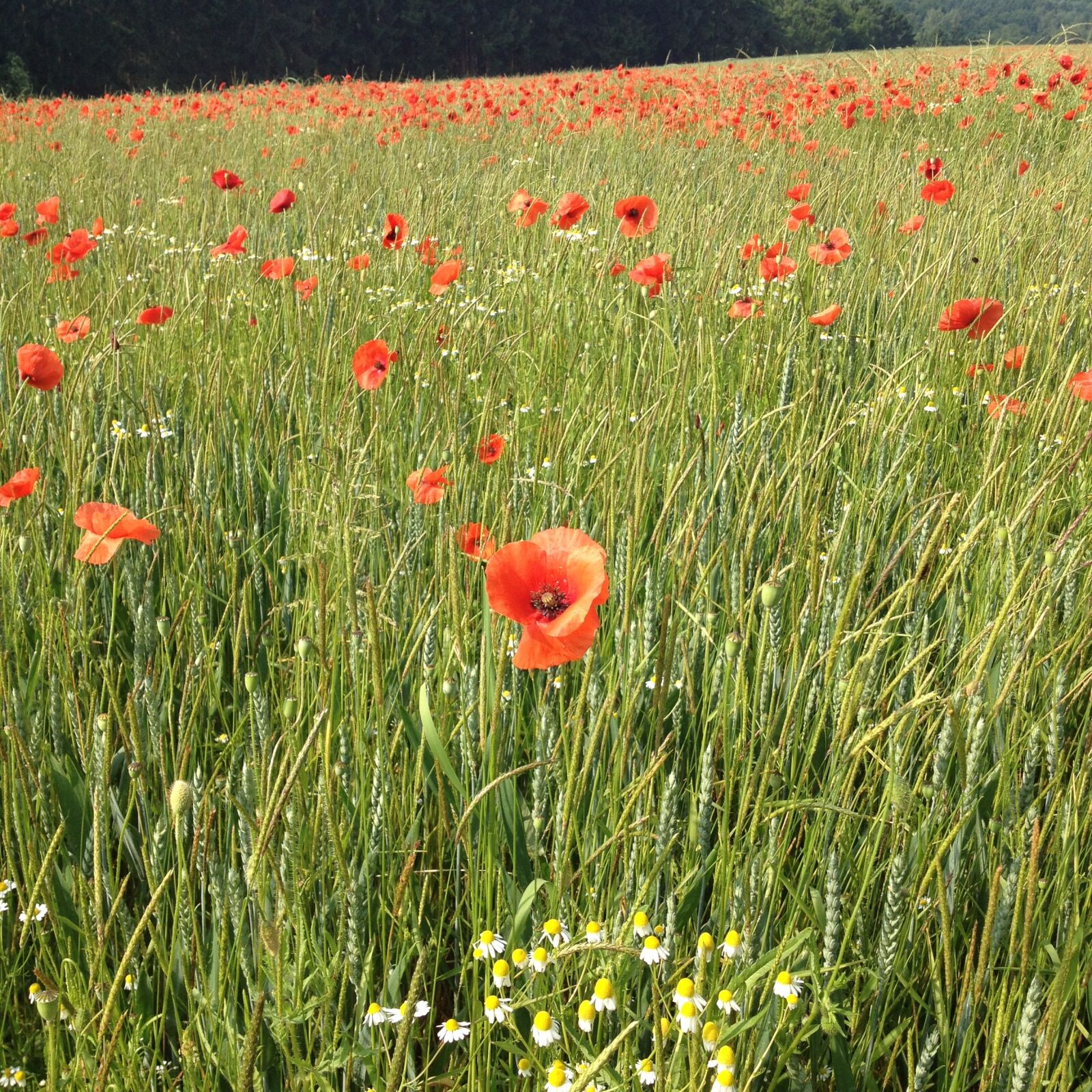 iPhone 4S back camera 4.28mm f/2.4 sample photo. Poppies, meadow, klatschmohnfeld photography