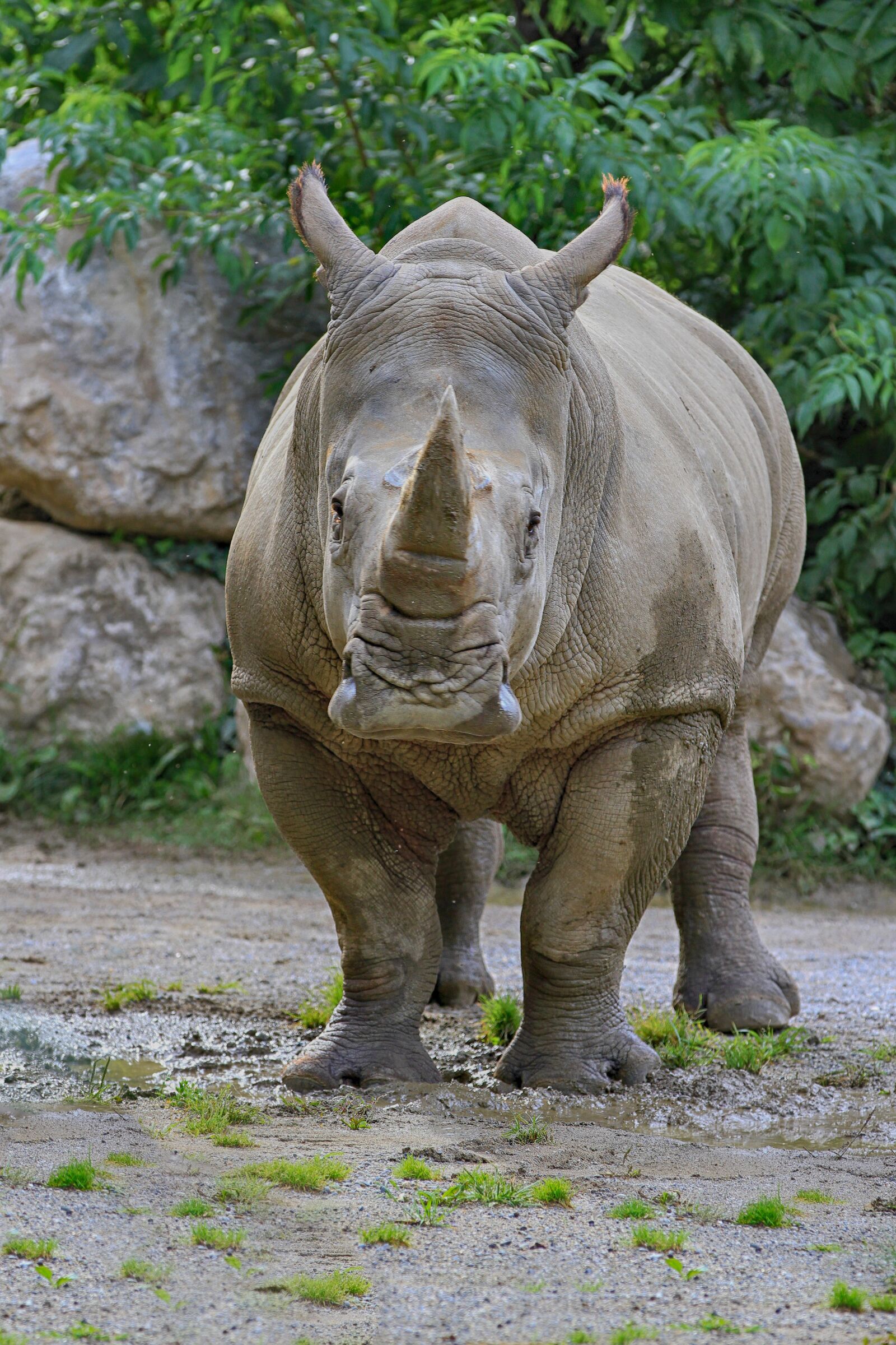 Canon EOS 7D + Canon EF 70-200mm F2.8L IS II USM sample photo. Rhino, animal, africa photography