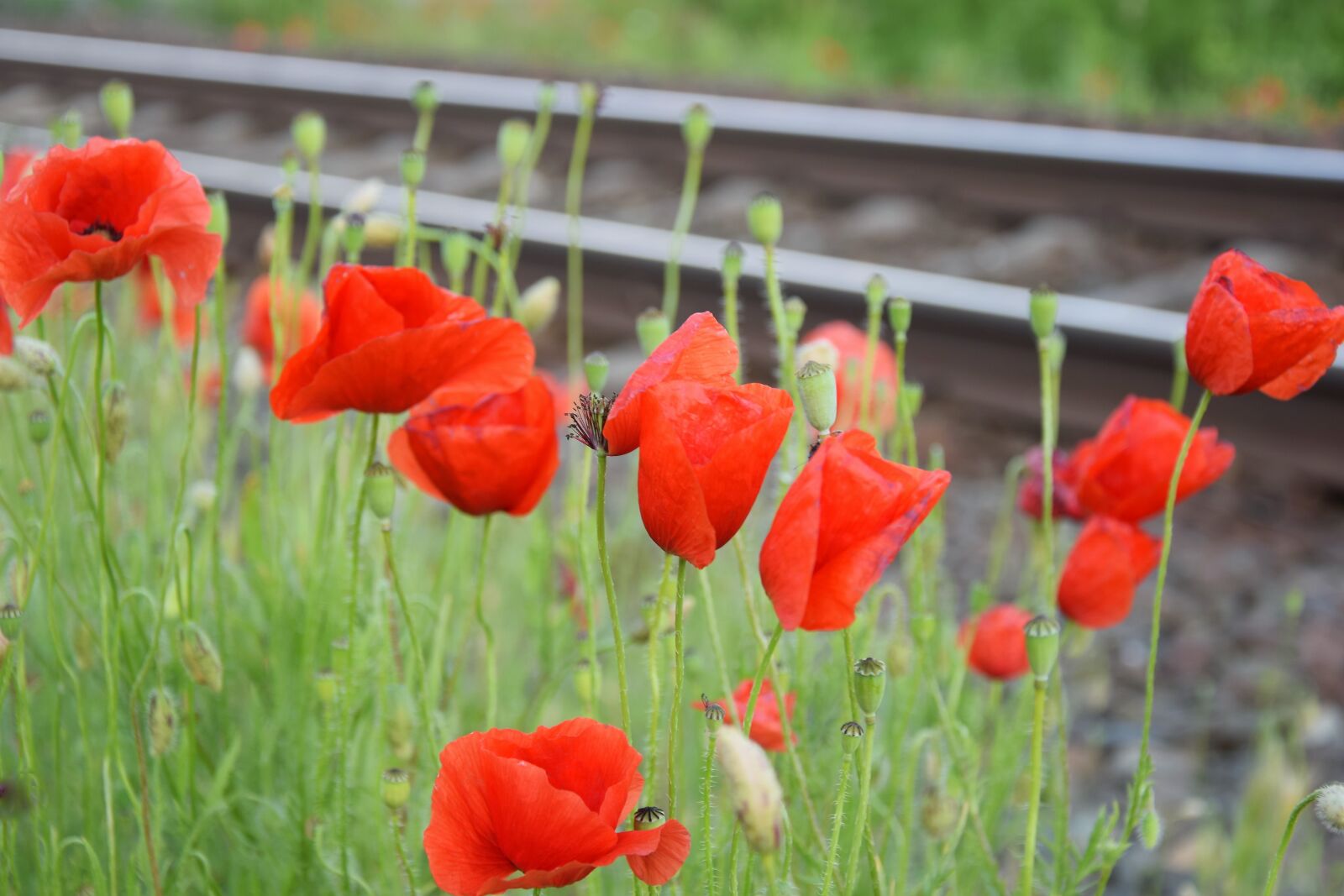 Nikon D3300 sample photo. Red poppy near railway photography