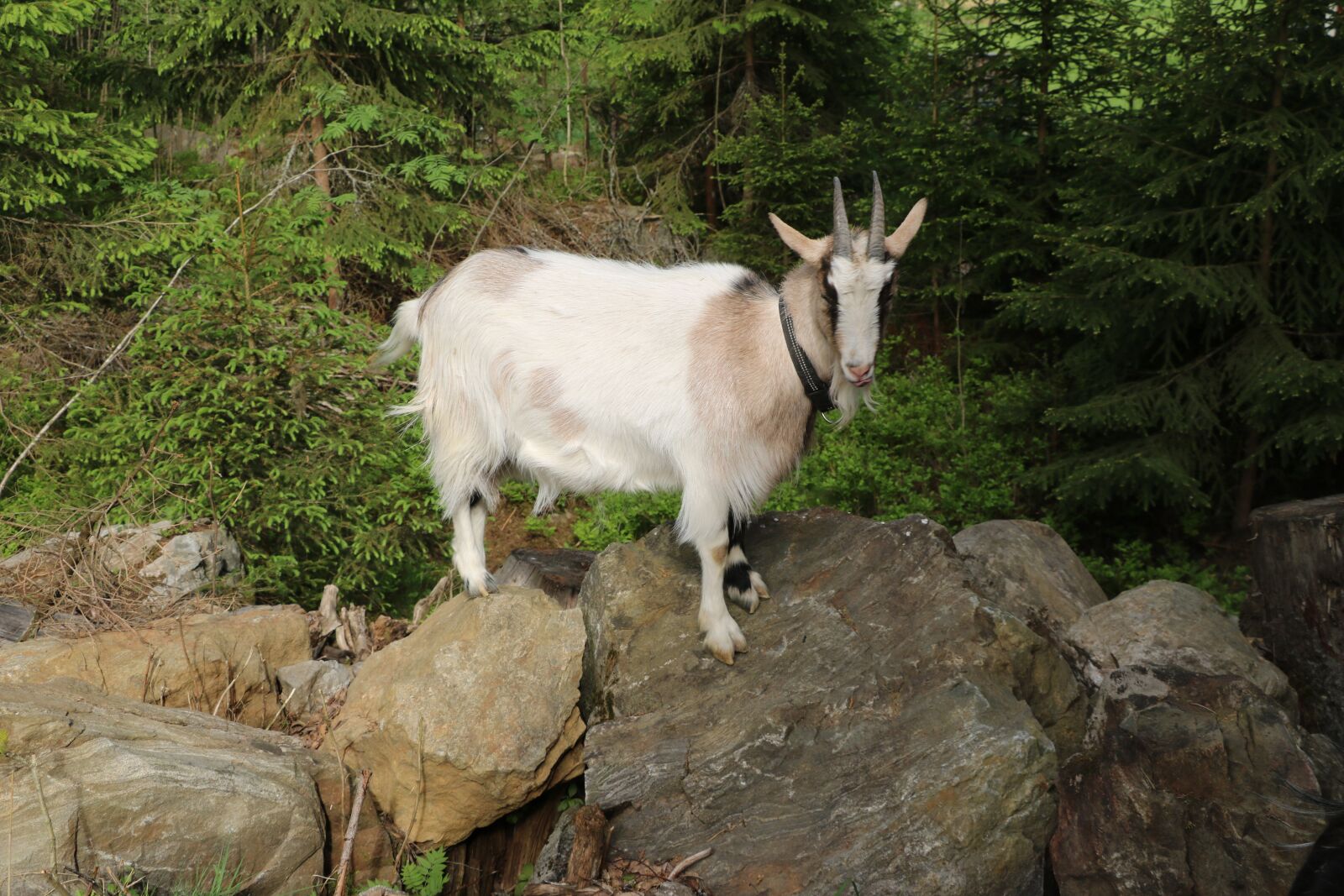 Canon EOS 750D (EOS Rebel T6i / EOS Kiss X8i) sample photo. Goat, culture, mouth animal photography
