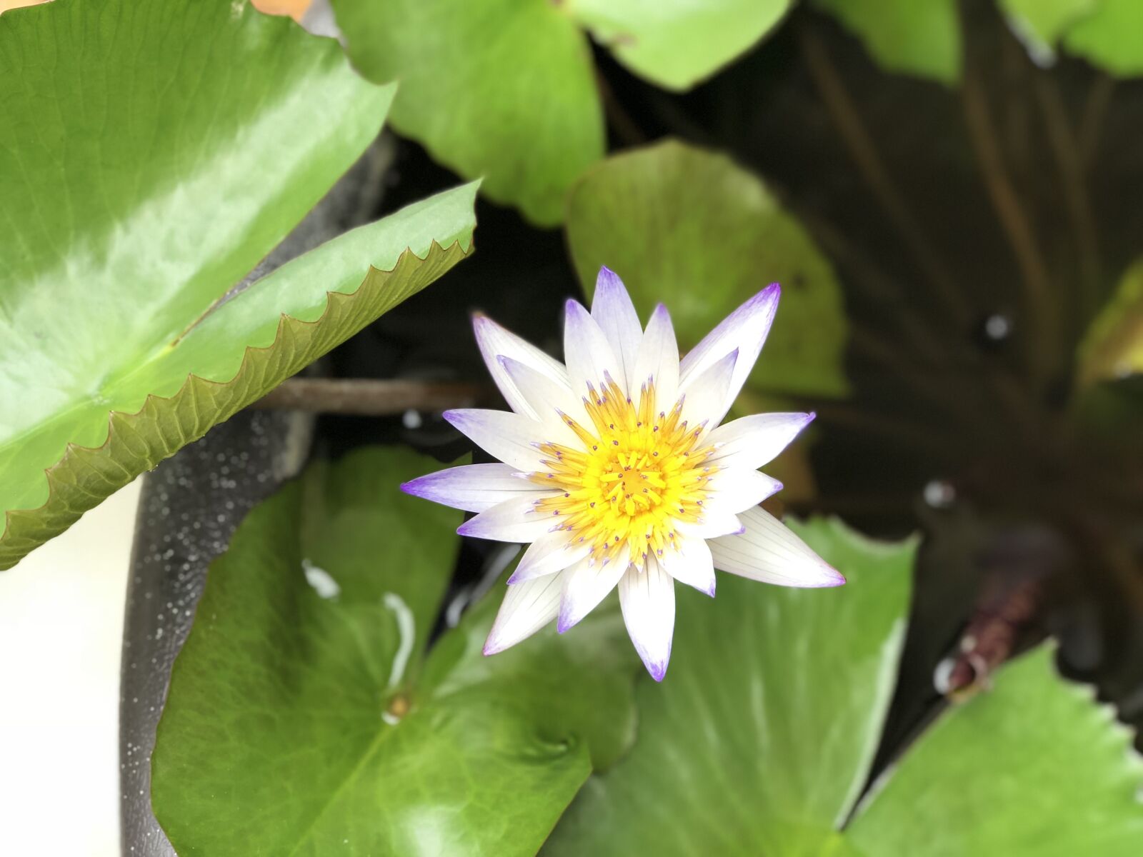 iPhone 8 Plus back dual camera 6.6mm f/2.8 sample photo. Plant, nature, green leaves photography