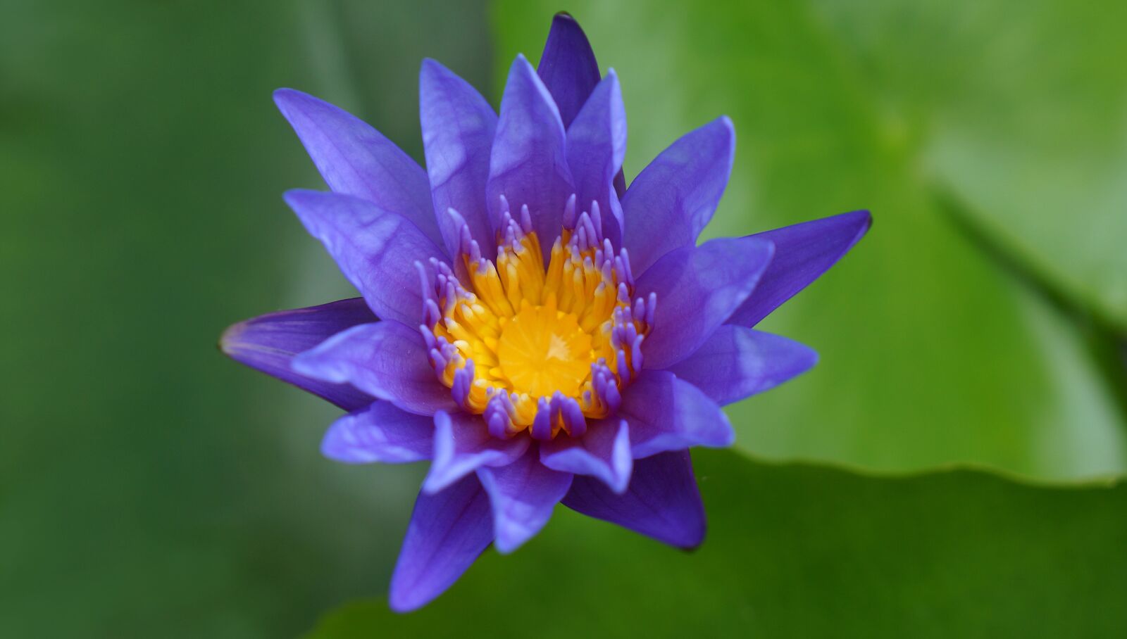 Sony Alpha NEX-F3 + Sony E 18-55mm F3.5-5.6 OSS sample photo. Natural, lily, blue purple photography