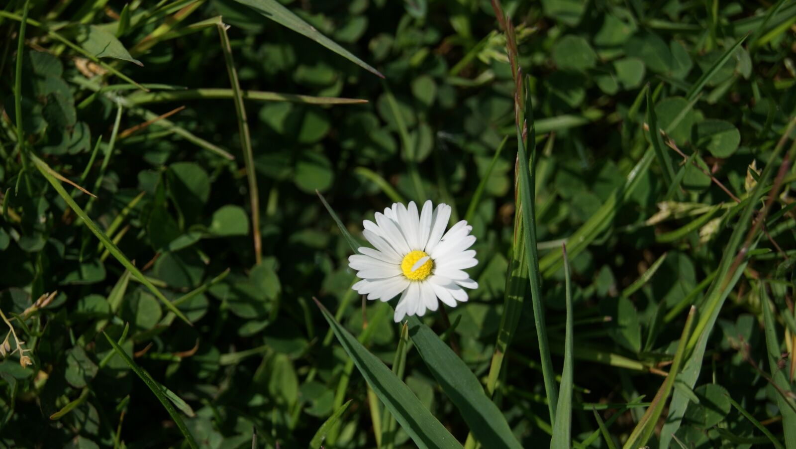 Sony Alpha DSLR-A230 sample photo. Daisy, blossom, bloom photography
