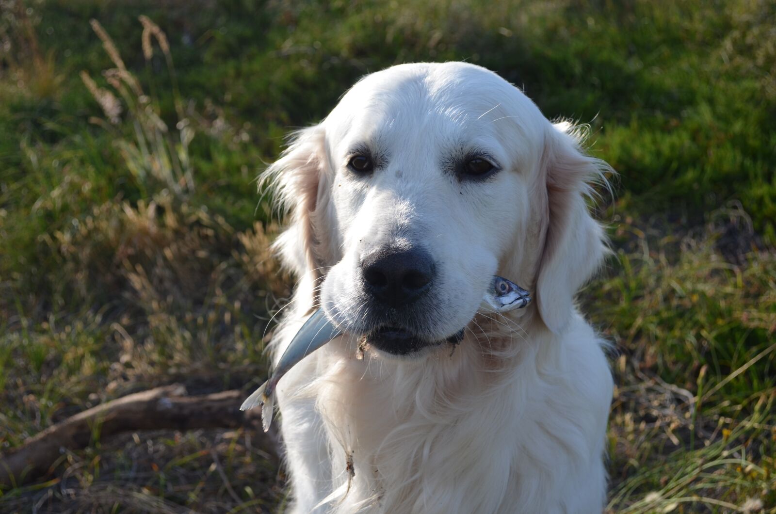 Nikon D5100 sample photo. Dog, retriever, fish photography