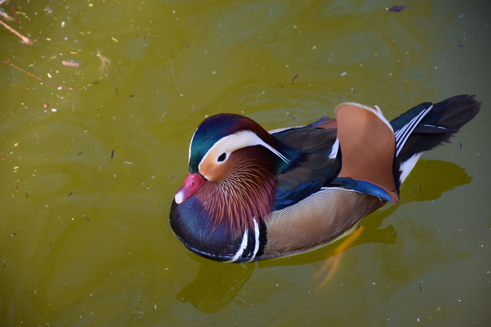 Nikon D5300 sample photo. Mandarin ducks, colorful, bright photography
