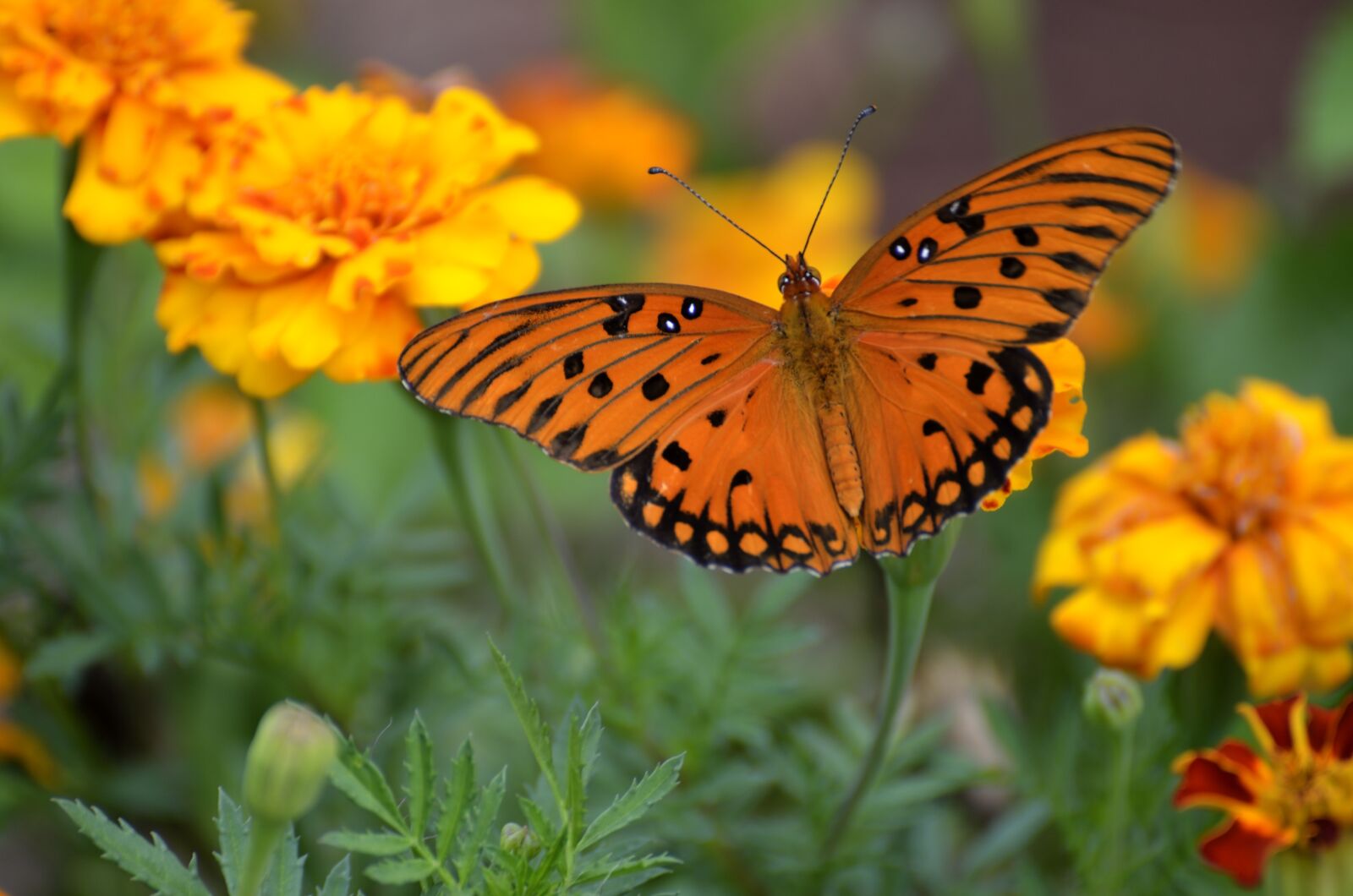 Nikon D7000 sample photo. Gulf fritillary butterfly, insect photography