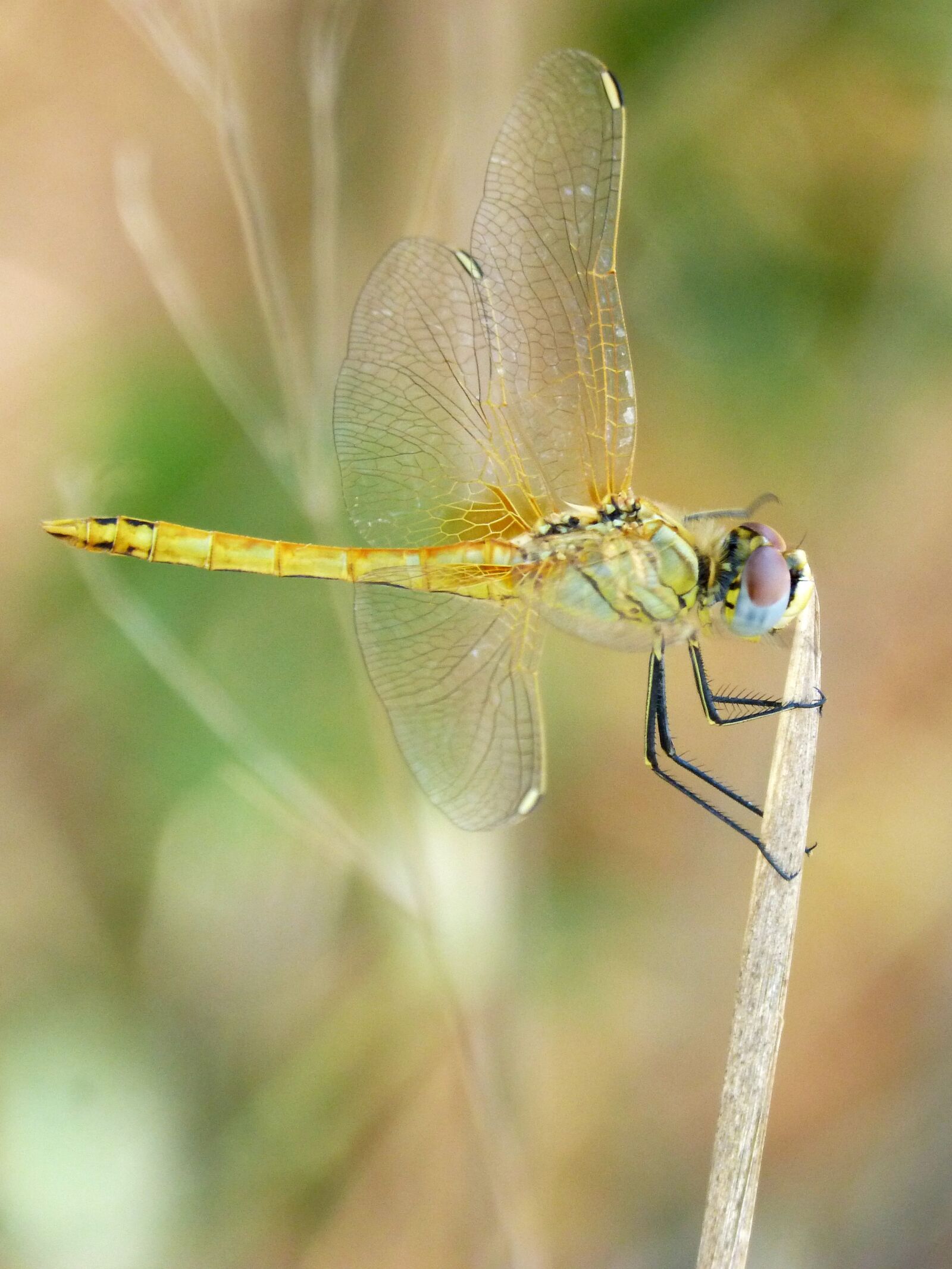Panasonic DMC-FZ62 sample photo. Yellow dragonfly, orthetrum chrysostigma photography