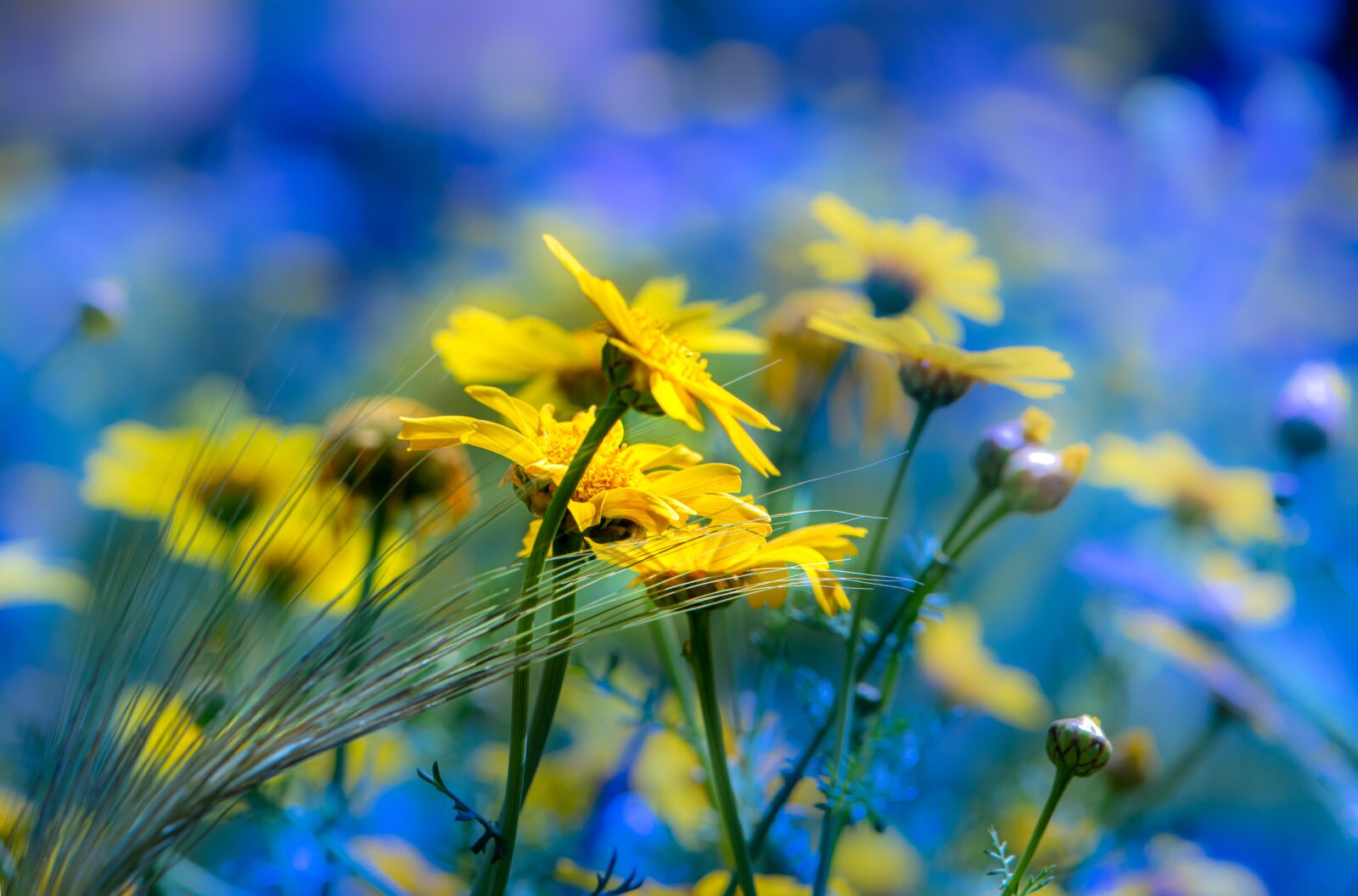 Nikon D5600 sample photo. Flower, yellow flowers, spring photography