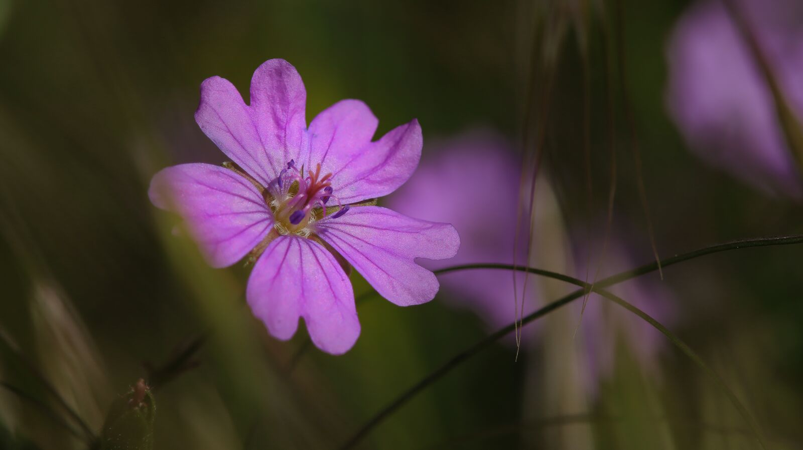 Canon EOS M50 (EOS Kiss M) sample photo. Field flower, nature, flower photography