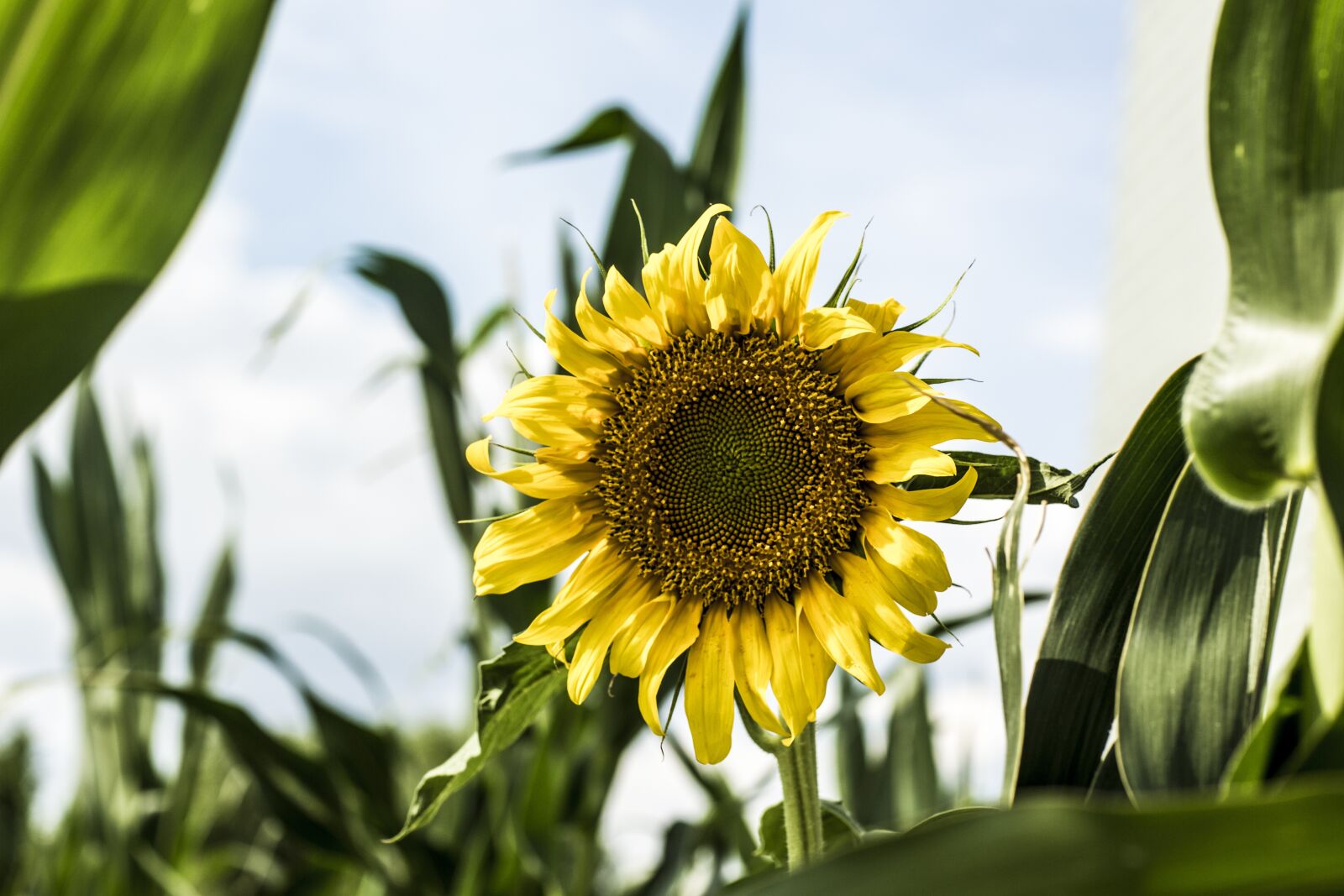 Canon EF 85mm F1.2L II USM sample photo. Sunflower, countryside, flower photography