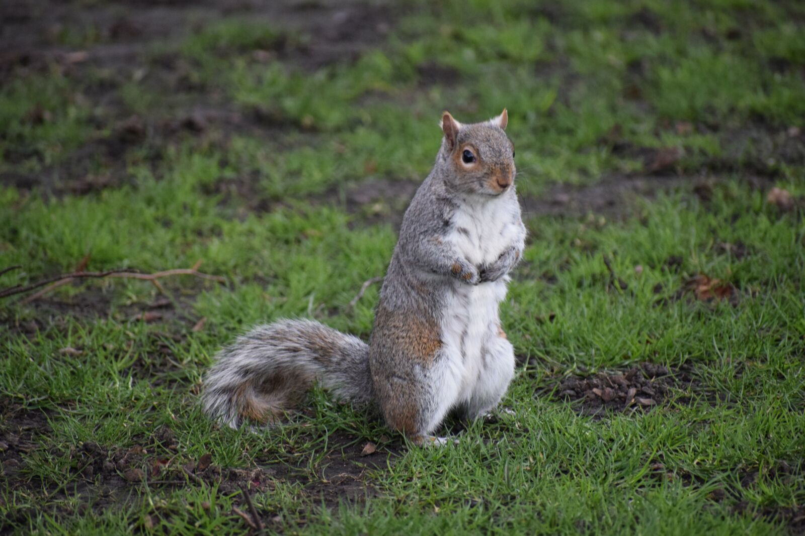 Nikon D3300 sample photo. Grey squirrel, wild, little photography