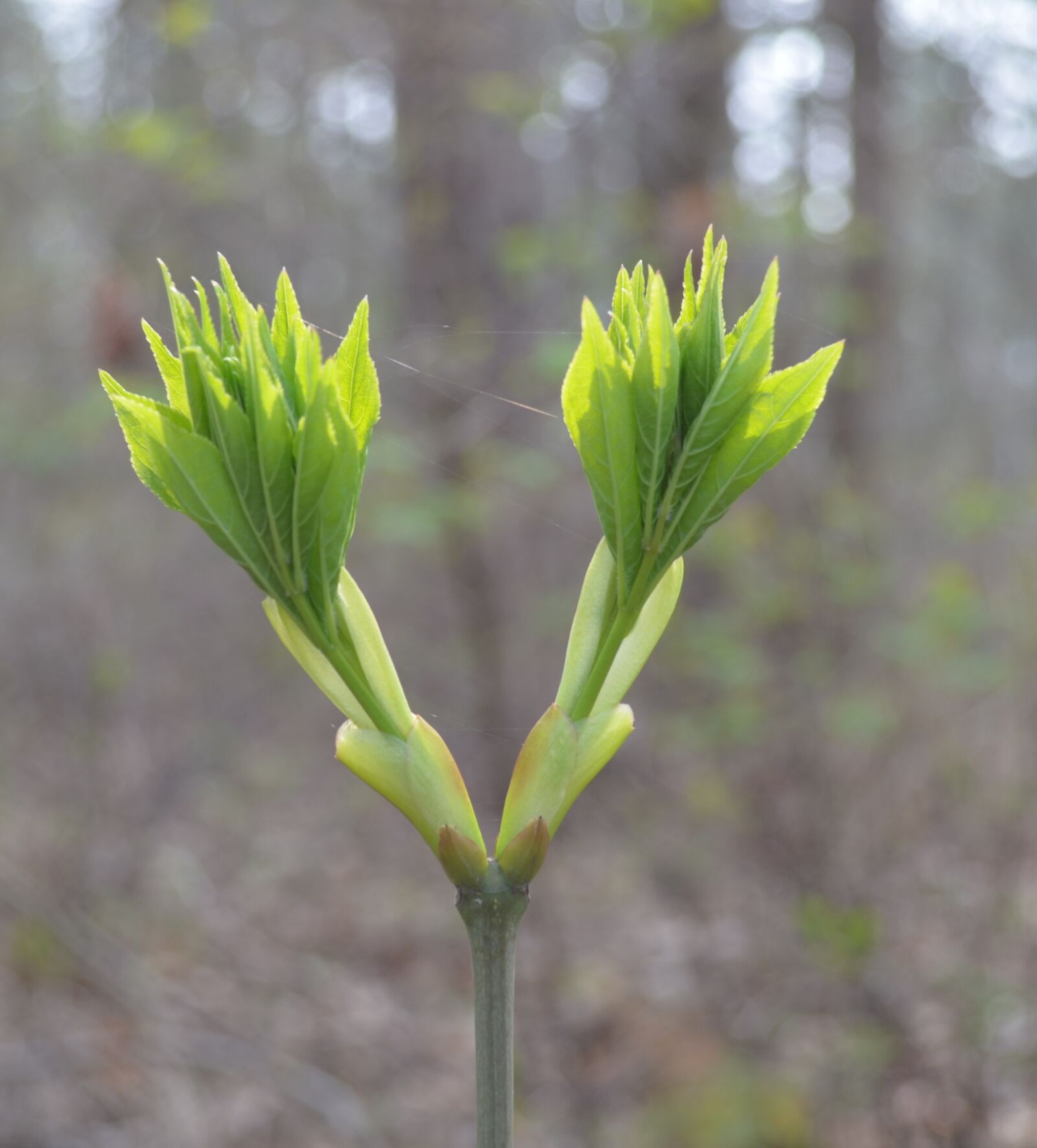 Nikon D5100 sample photo. Plant, nature, growth photography