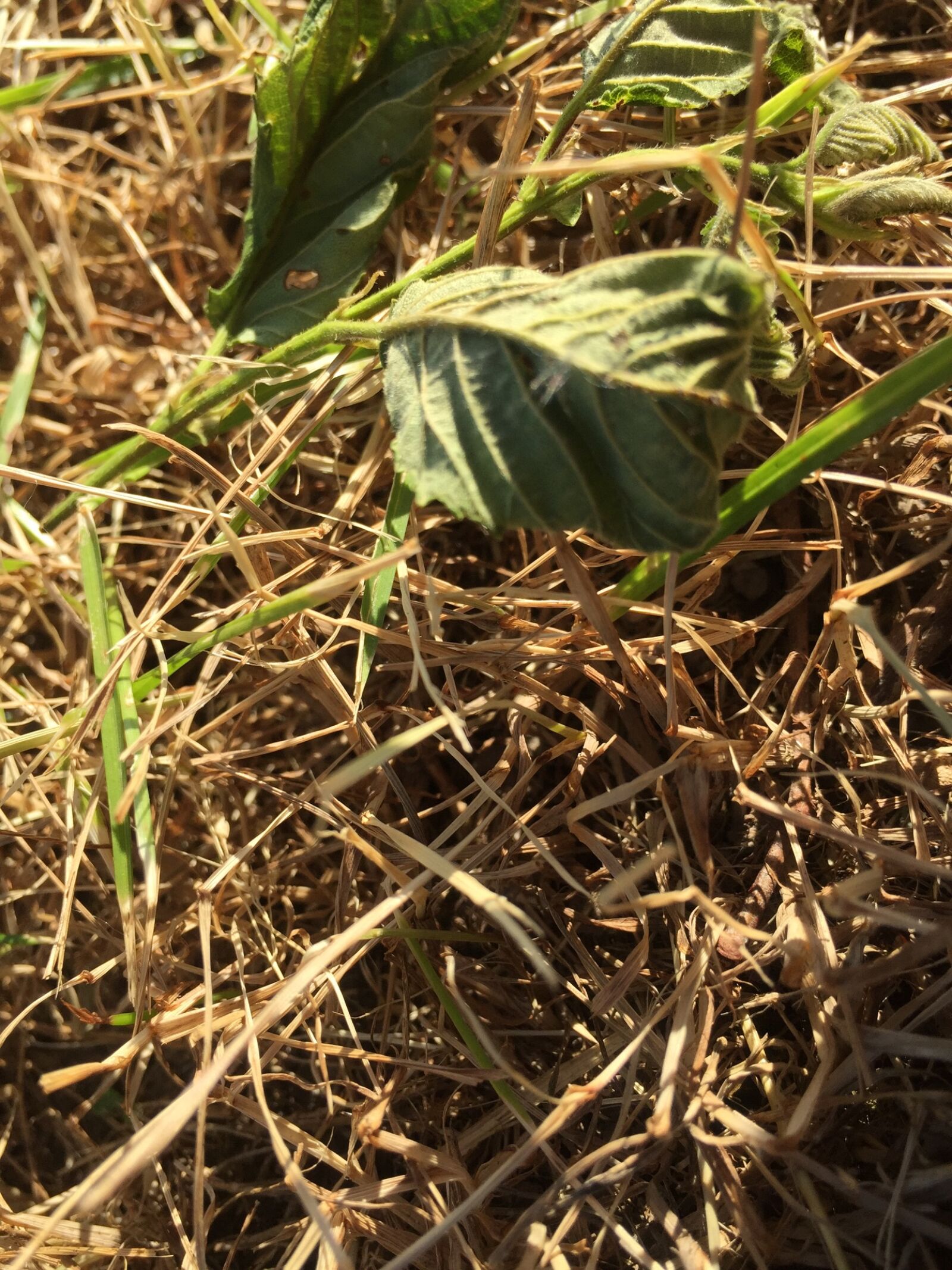 iPhone 6 back camera 4.15mm f/2.2 sample photo